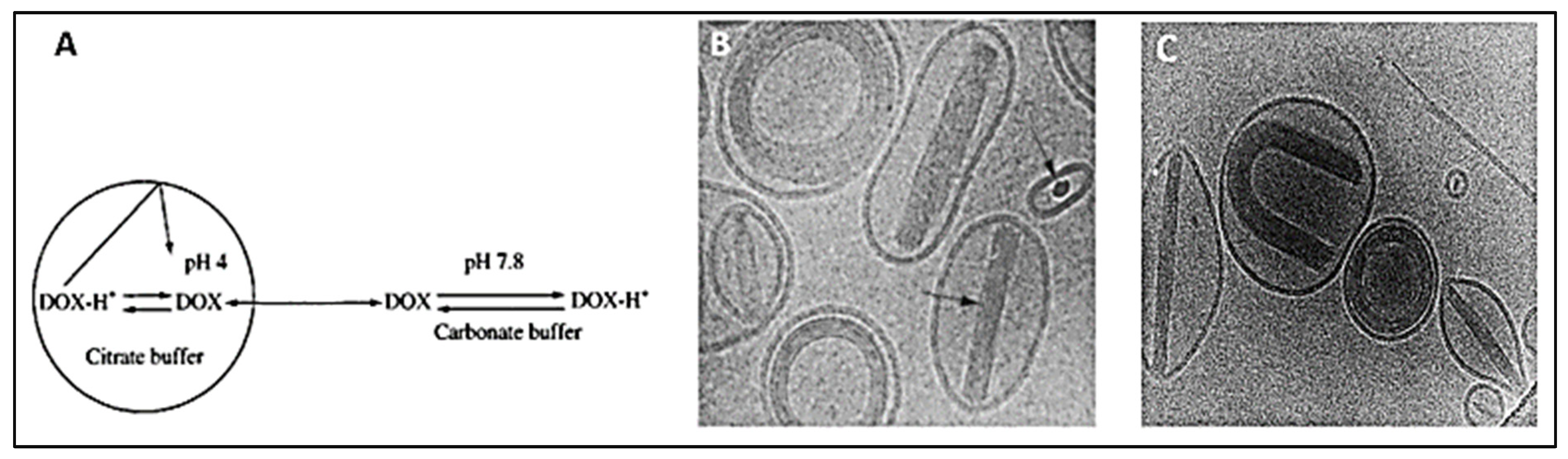 Pharmaceutics 14 00254 g006