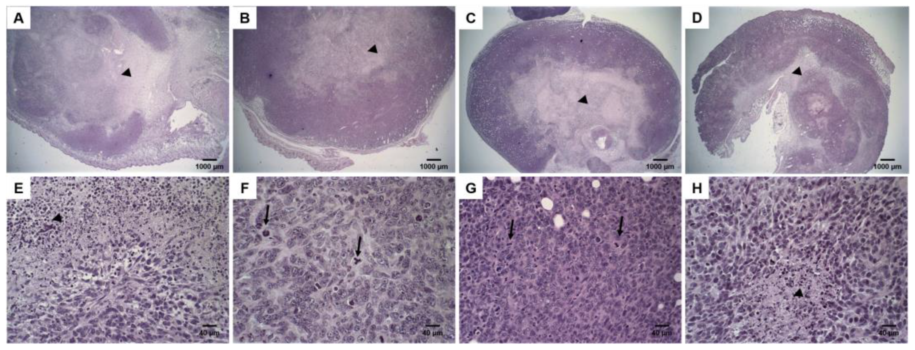 Pharmaceutics 14 00272 g004