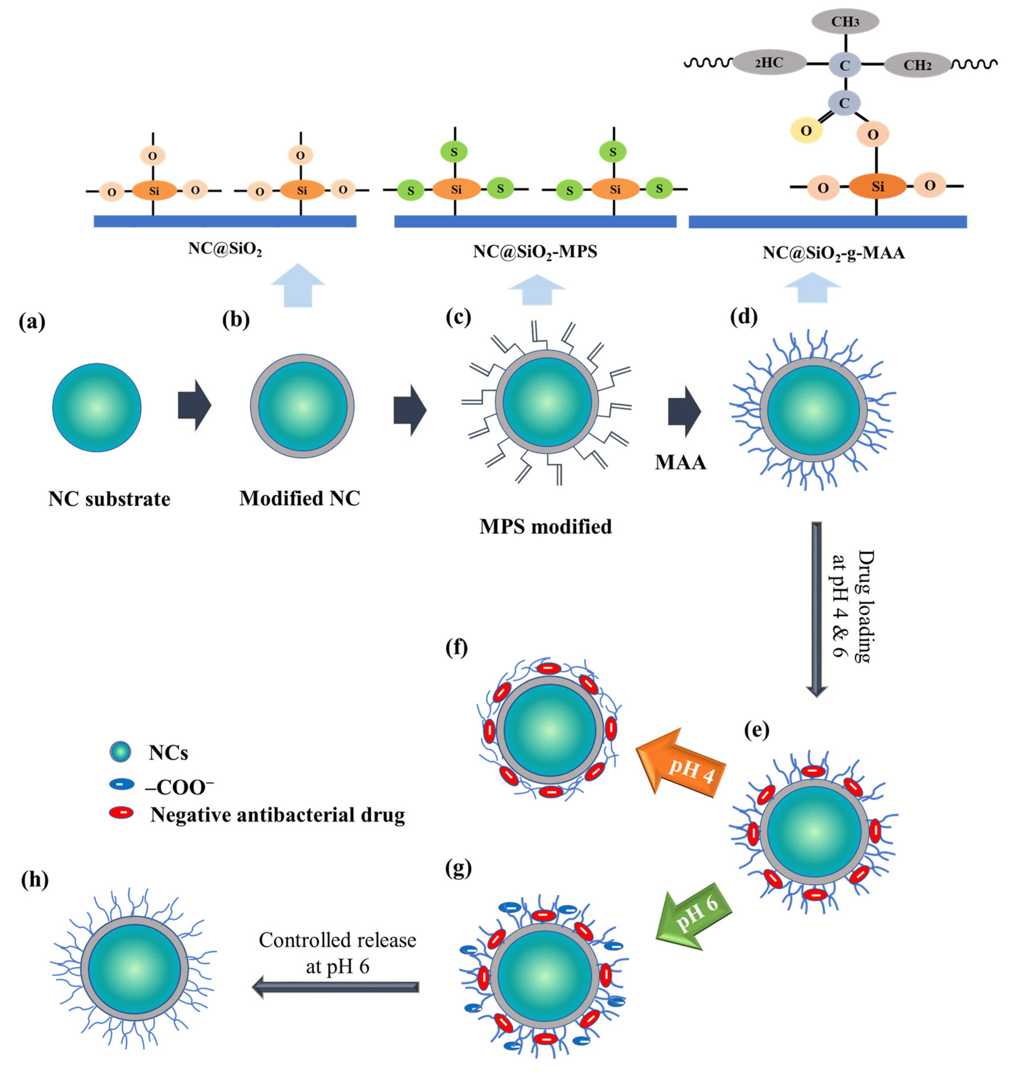 Pharmaceutics 14 00280 g001