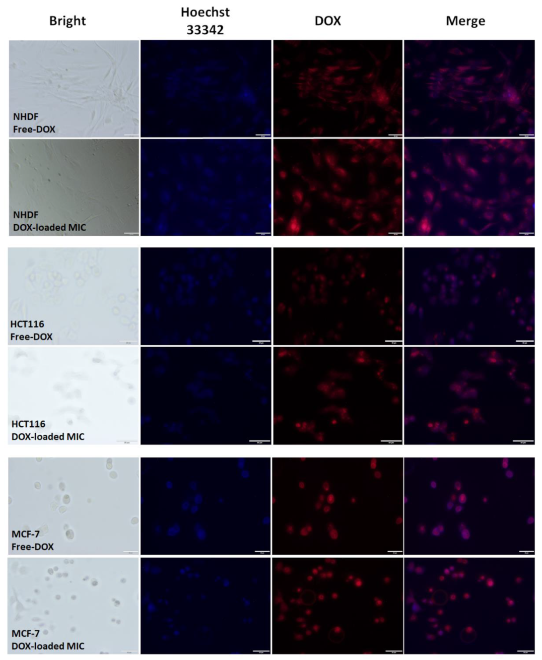 Pharmaceutics 14 00290 g012