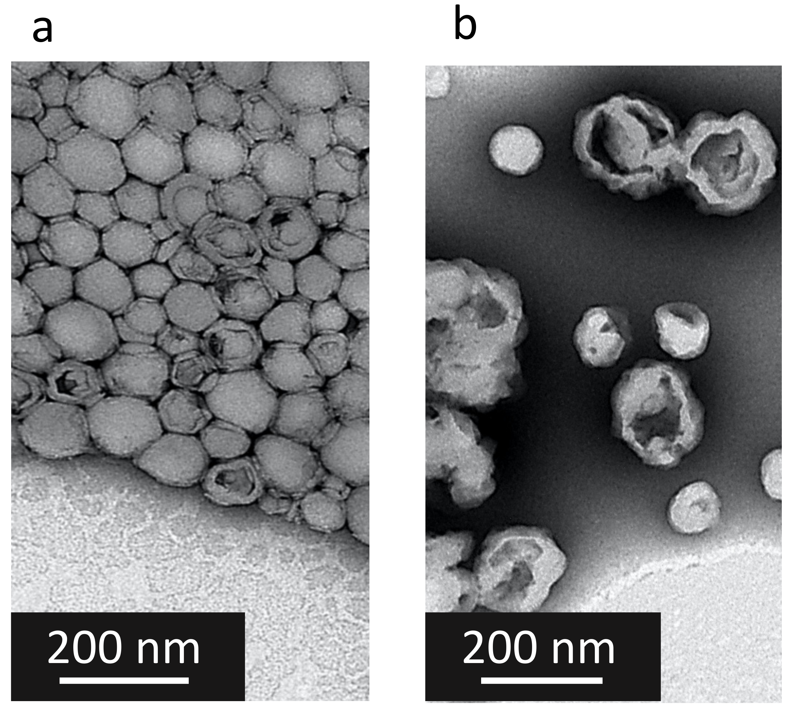 Pharmaceutics 14 00299 g004
