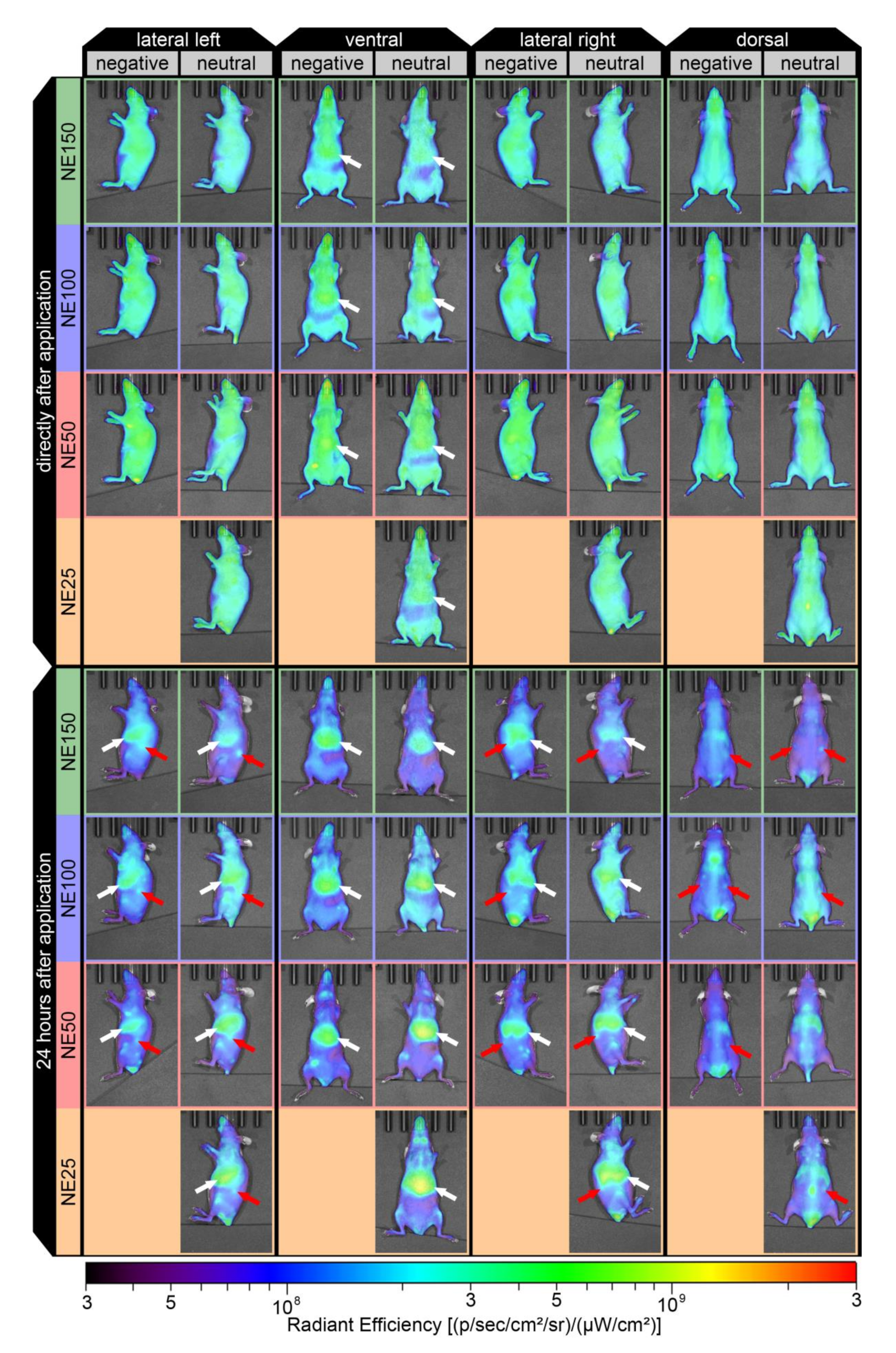 Pharmaceutics 14 00301 g009