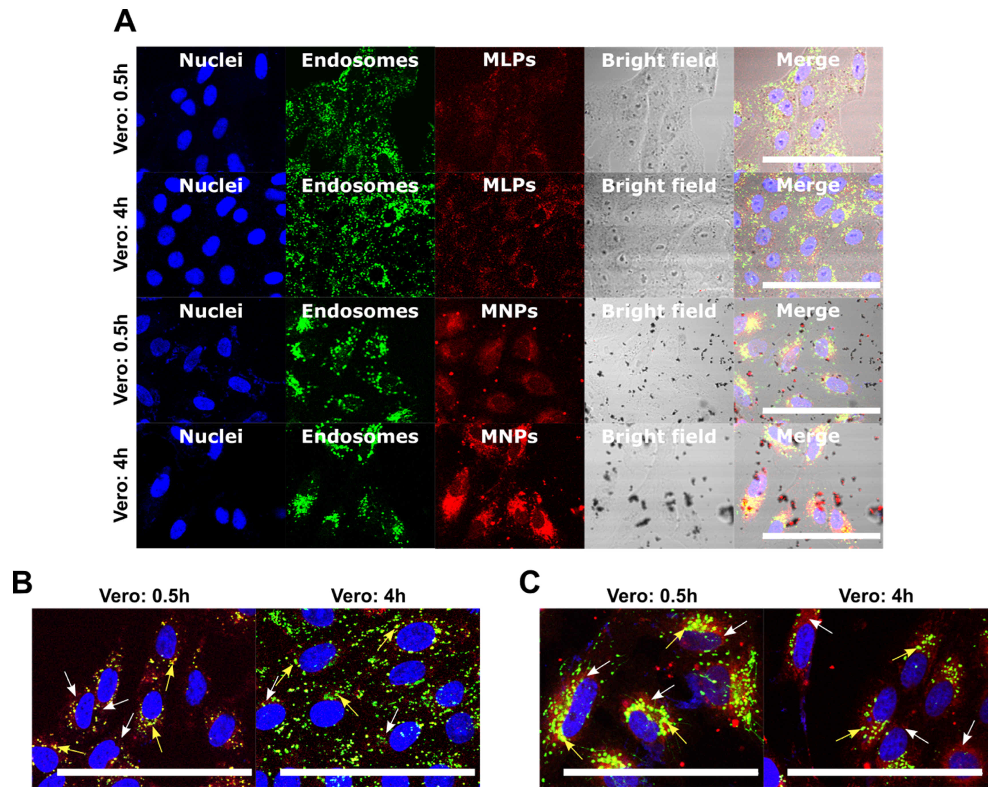 Pharmaceutics 14 00315 g009