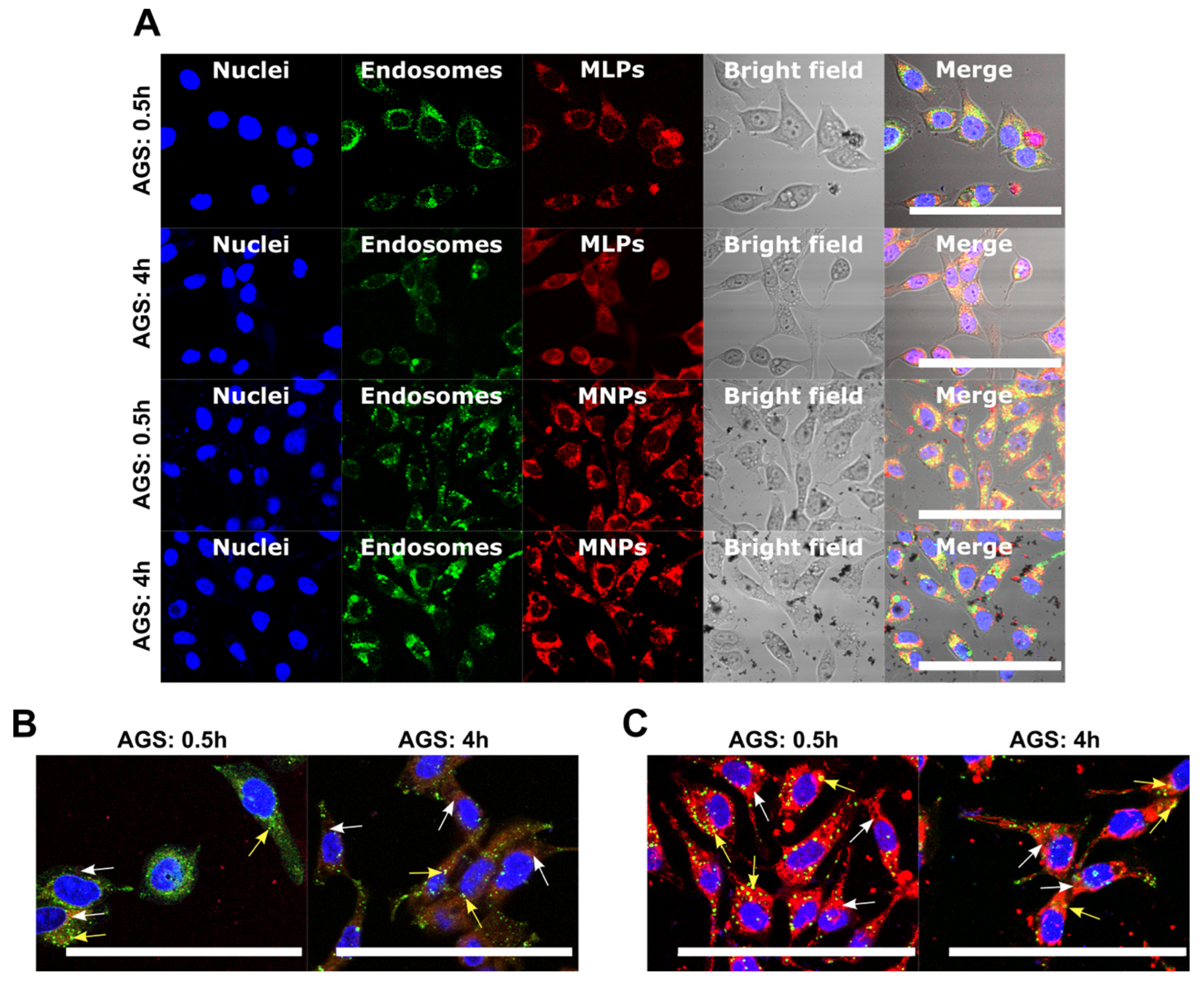 Pharmaceutics 14 00315 g010