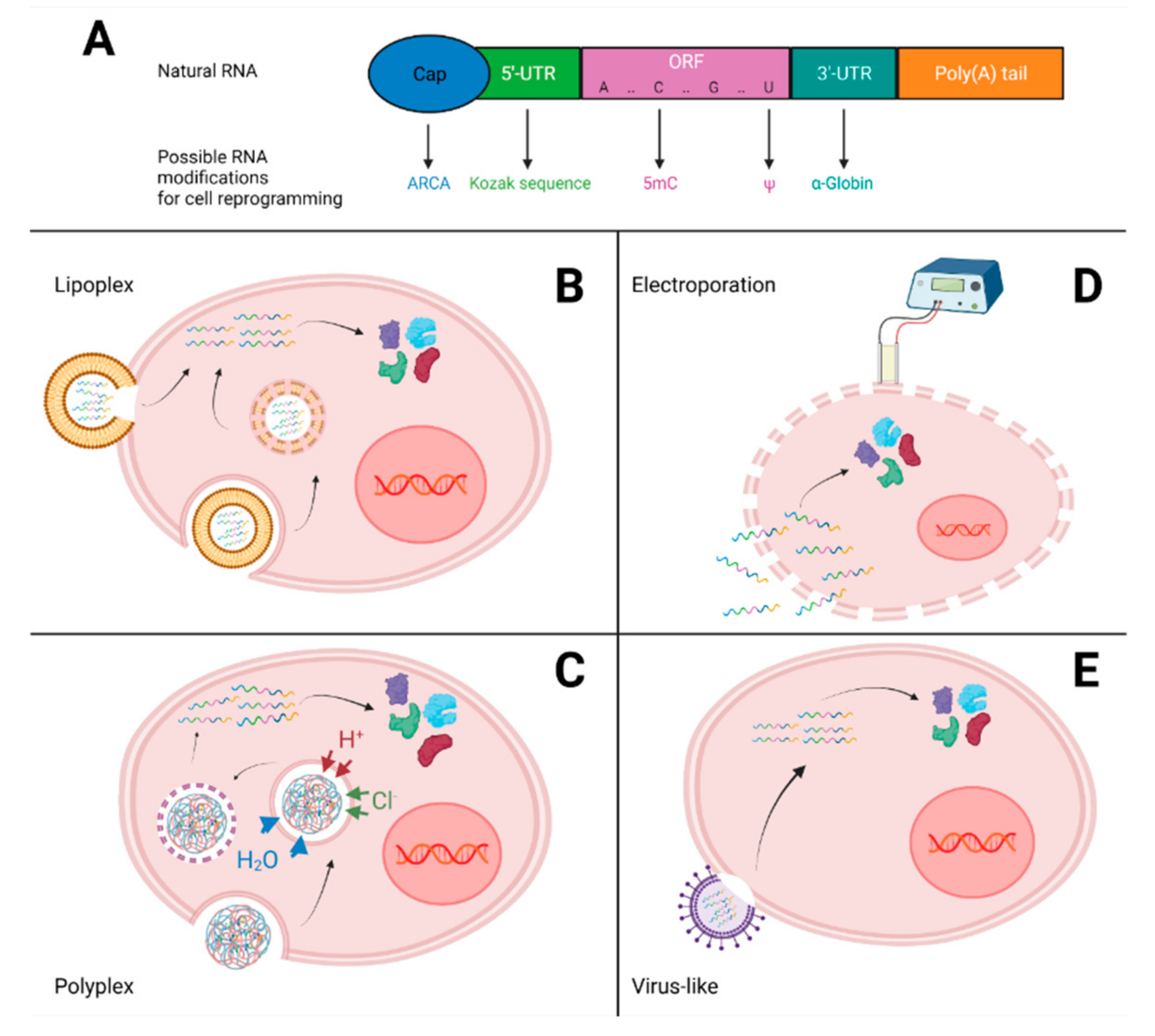Pharmaceutics 14 00317 g002