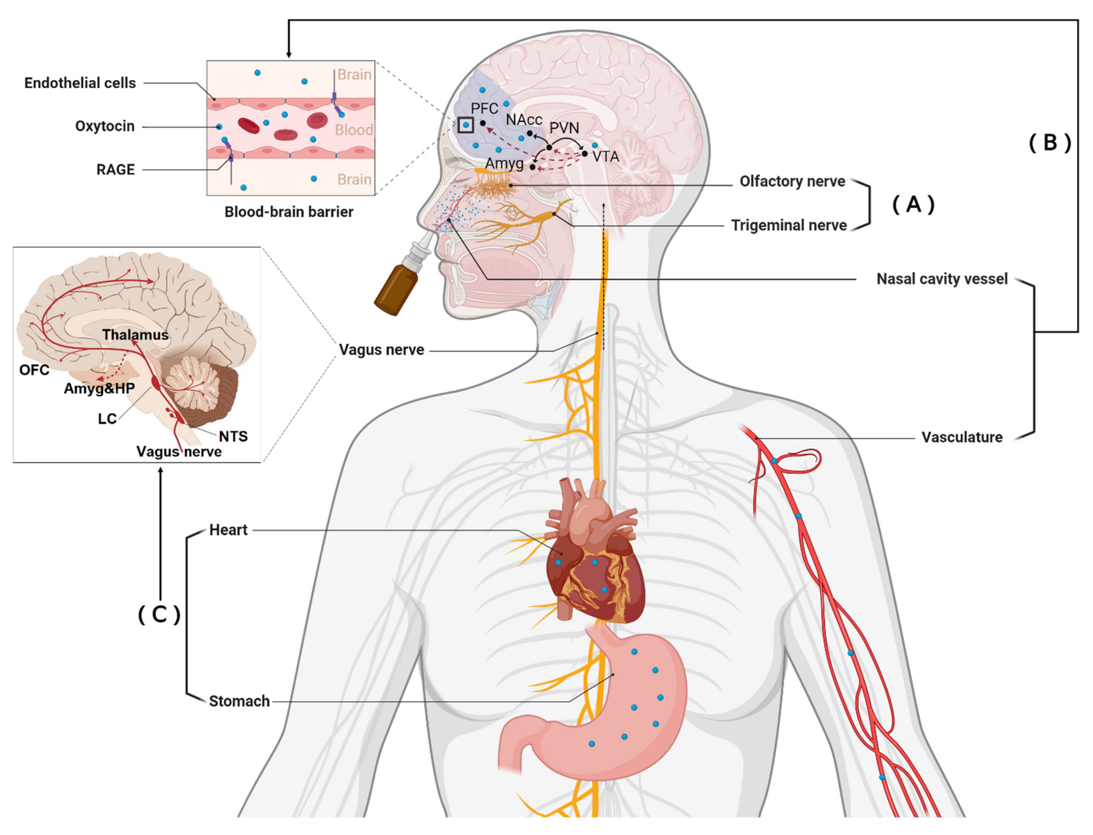 Pharmaceutics 14 00323 g001 Pharmaceutics 14 00323 g001