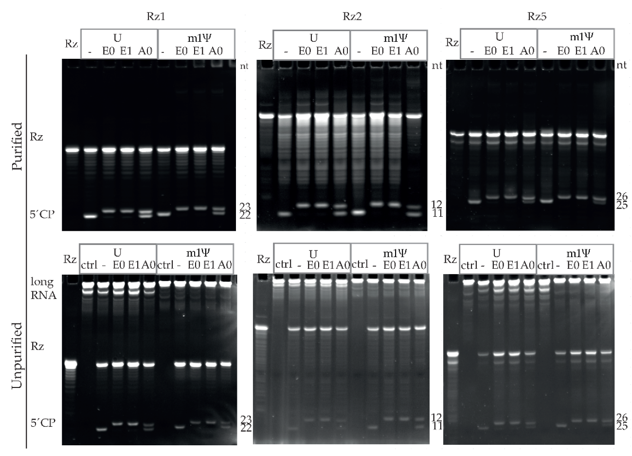 Pharmaceutics 14 00328 g003