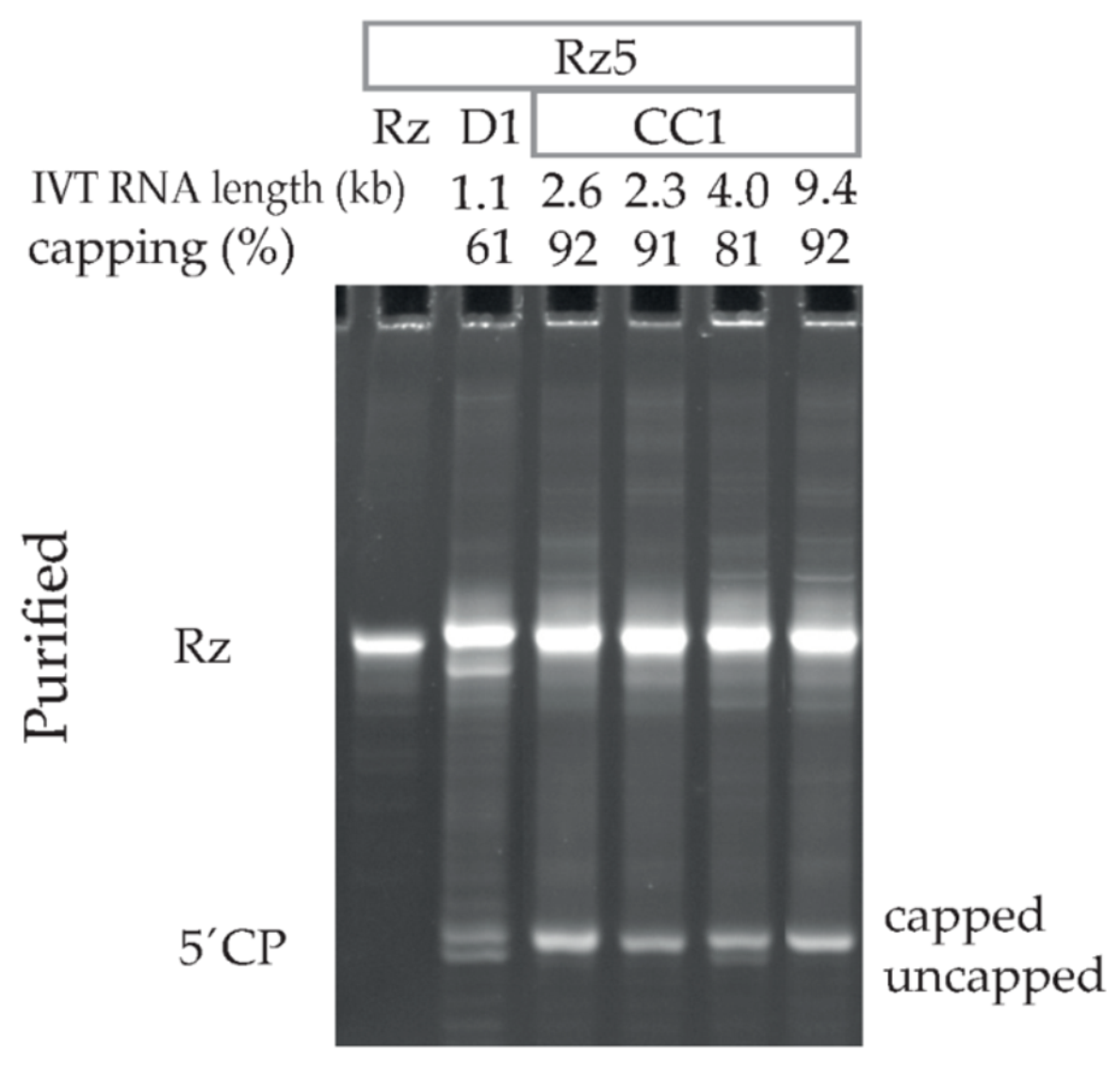 Pharmaceutics 14 00328 g004