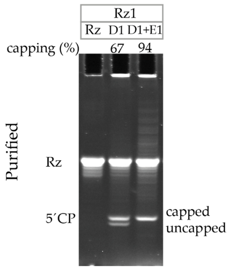 Pharmaceutics 14 00328 g005
