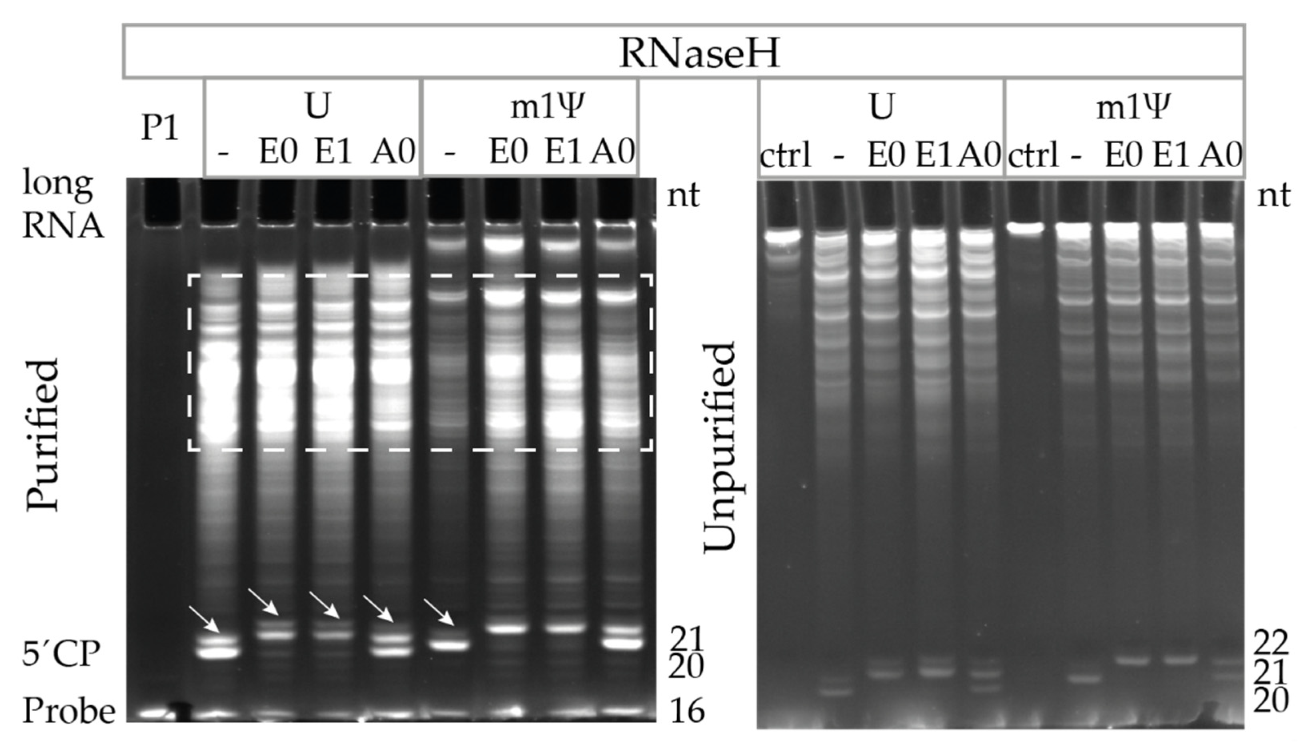 Pharmaceutics 14 00328 g006