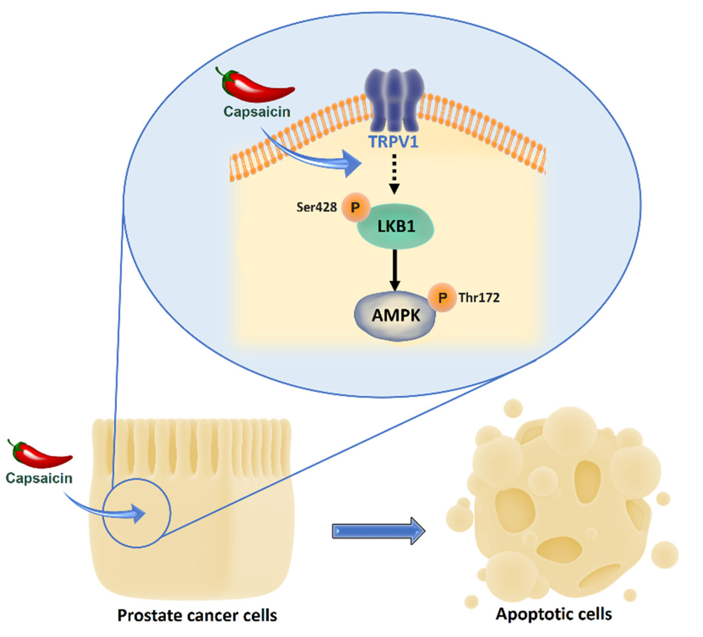 Pharmaceutics 14 00329 g007