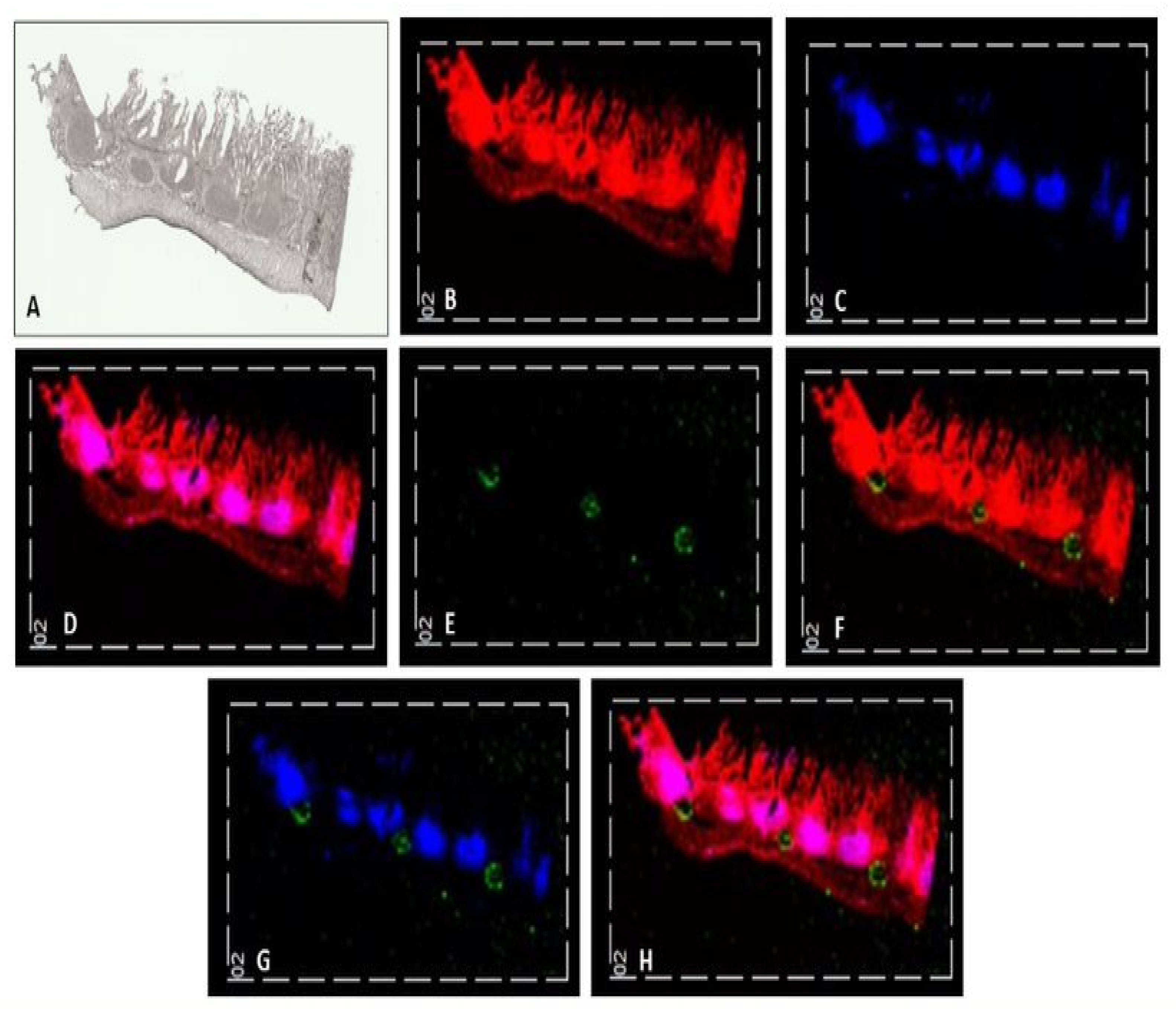Pharmaceutics 14 00364 g002