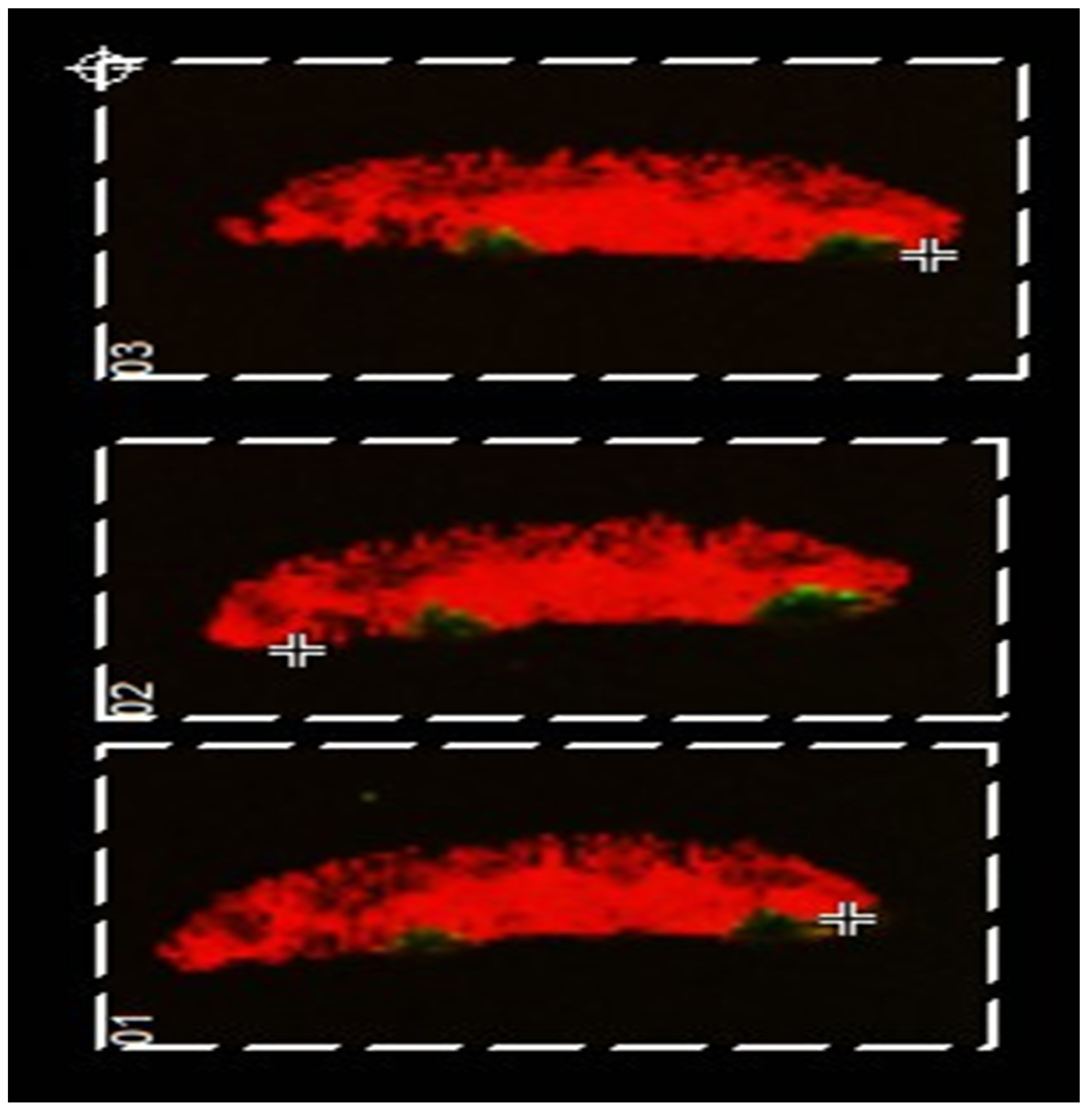 Pharmaceutics 14 00364 g003