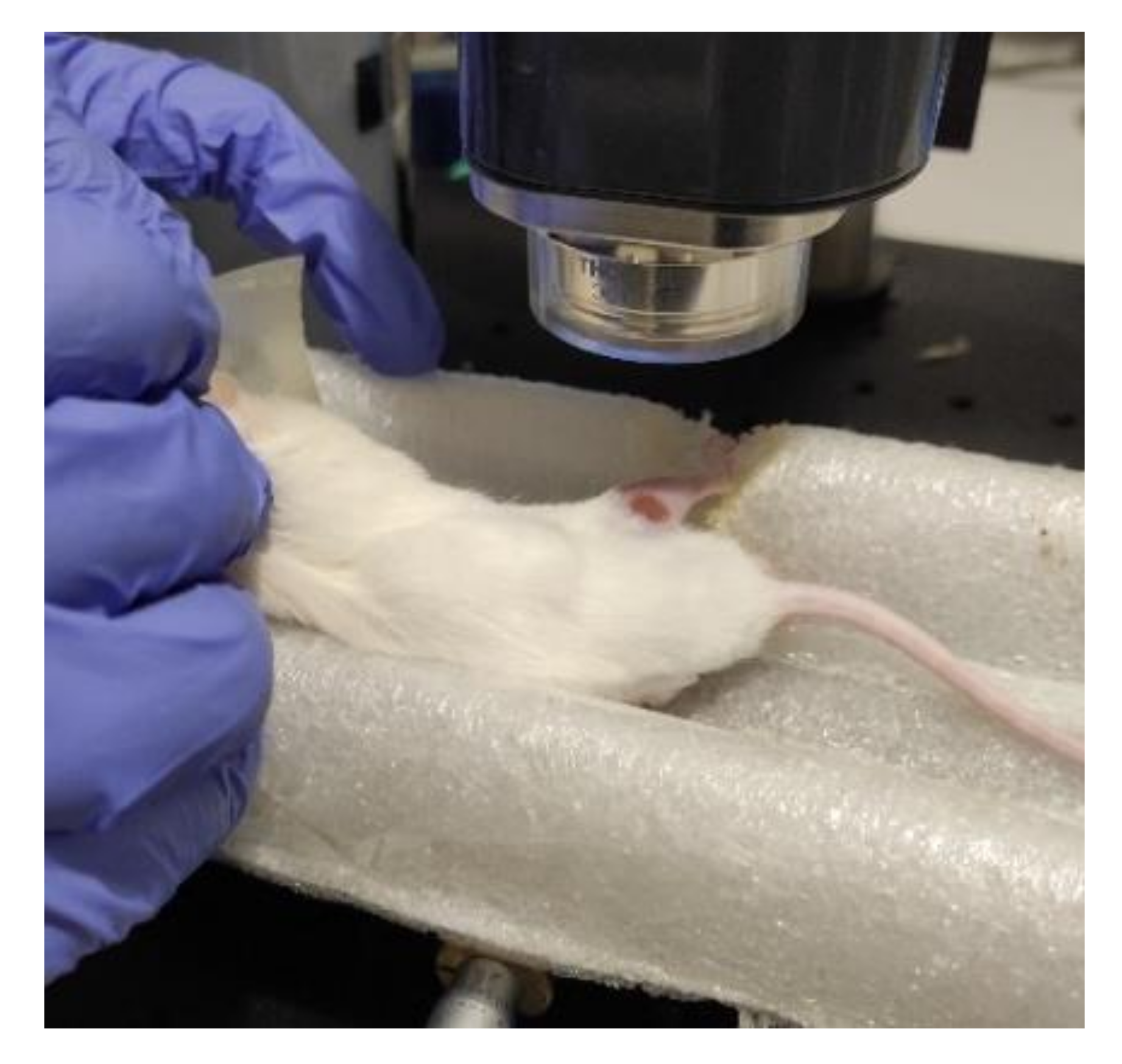 Pharmaceutics 14 00399 g002