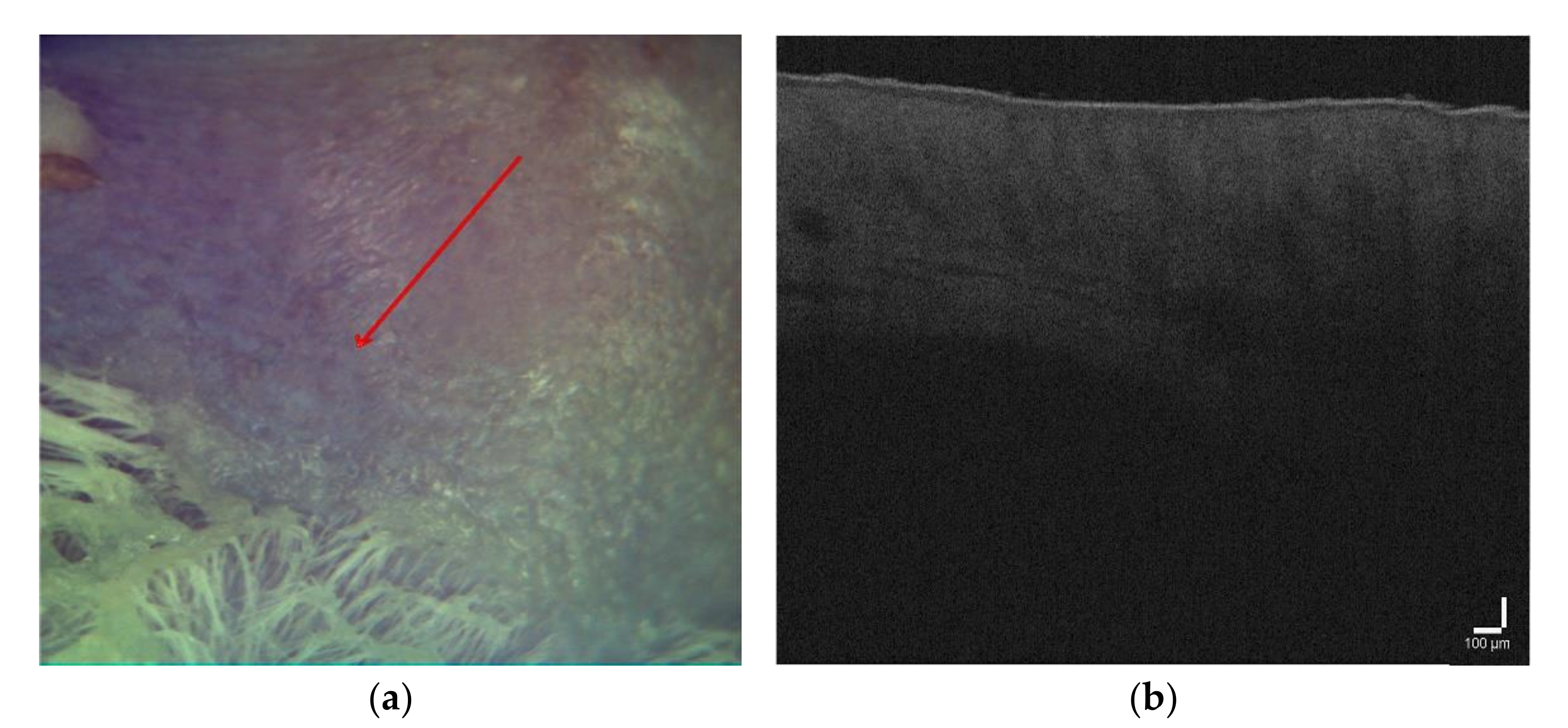 Pharmaceutics 14 00399 g003