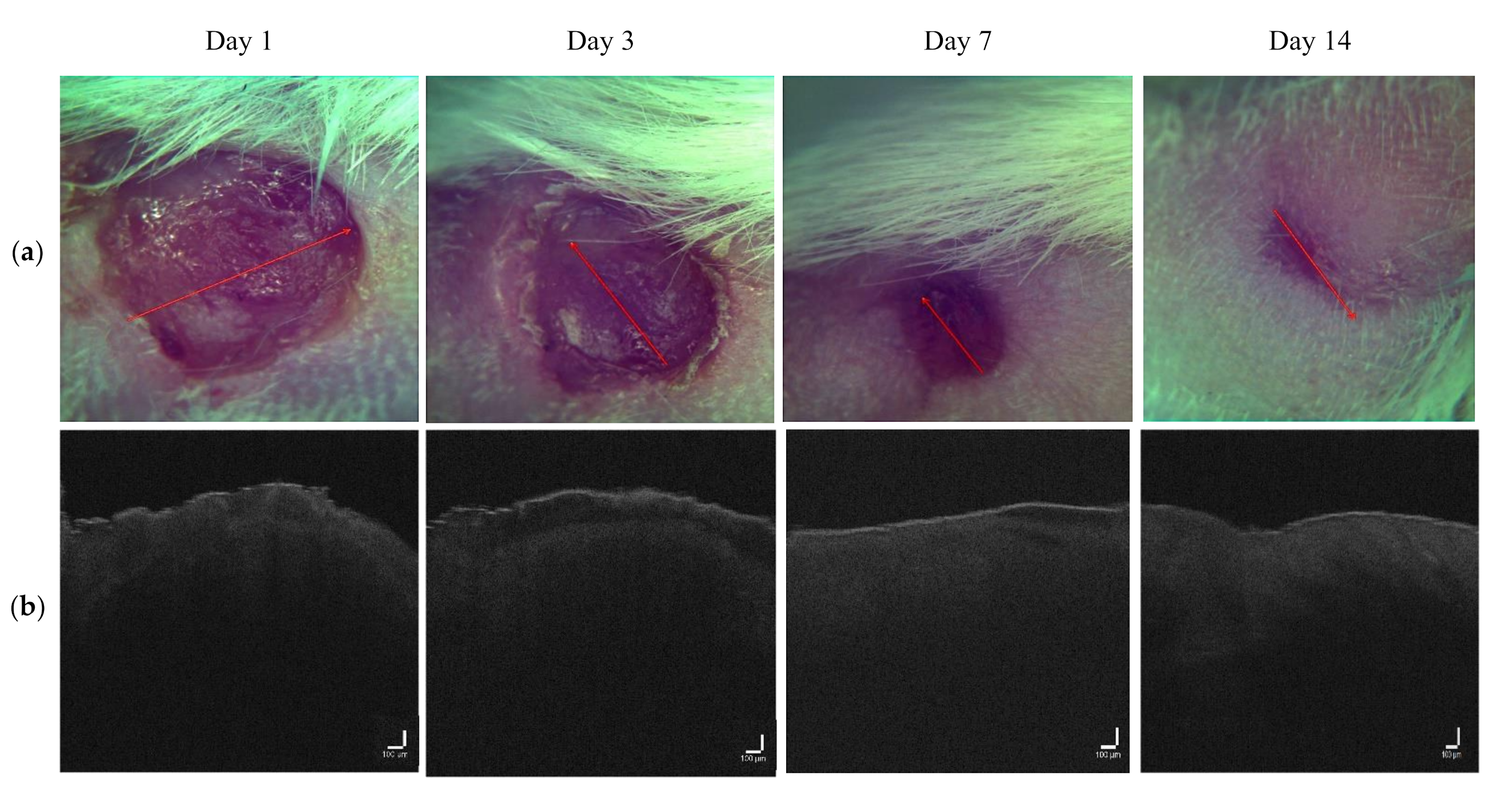 Pharmaceutics 14 00399 g007