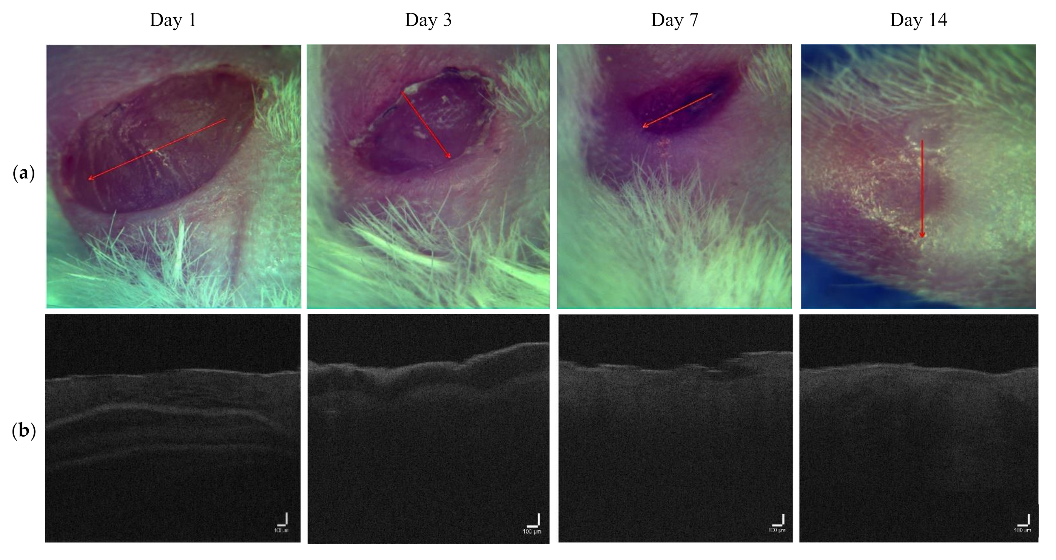 Pharmaceutics 14 00399 g008