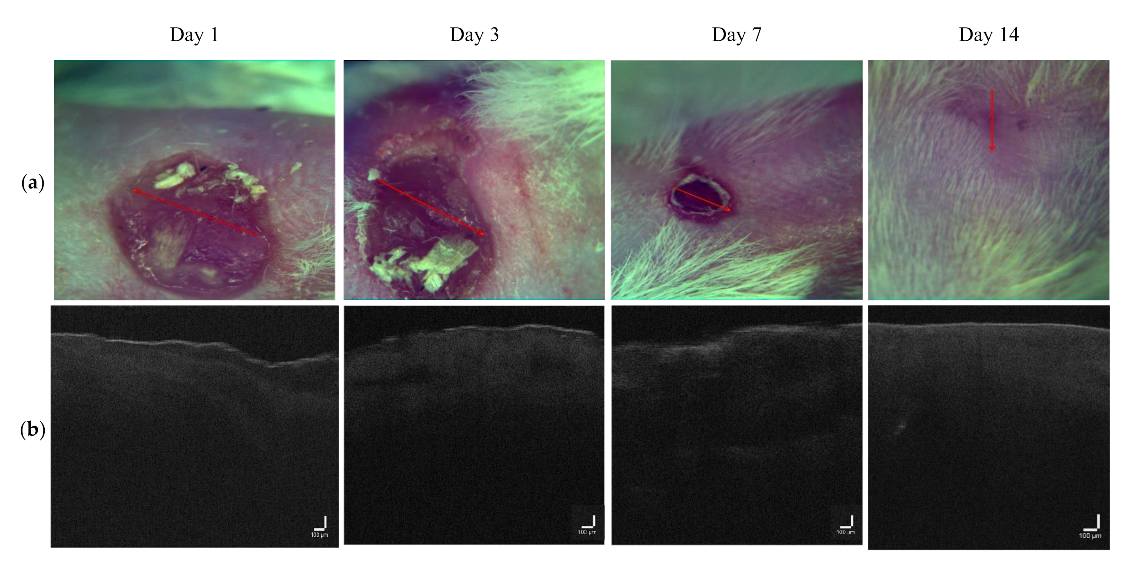 Pharmaceutics 14 00399 g010