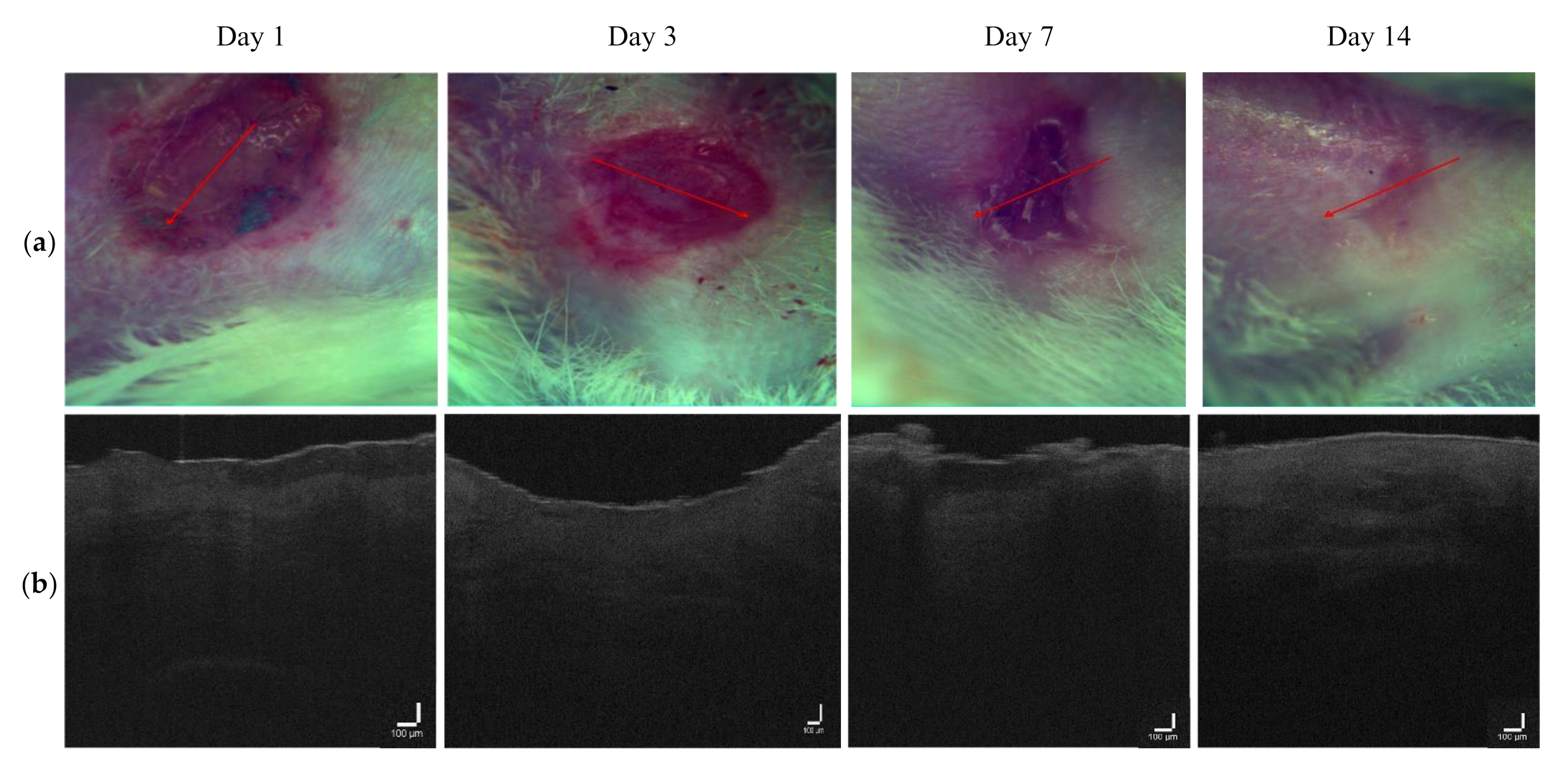 Pharmaceutics 14 00399 g011