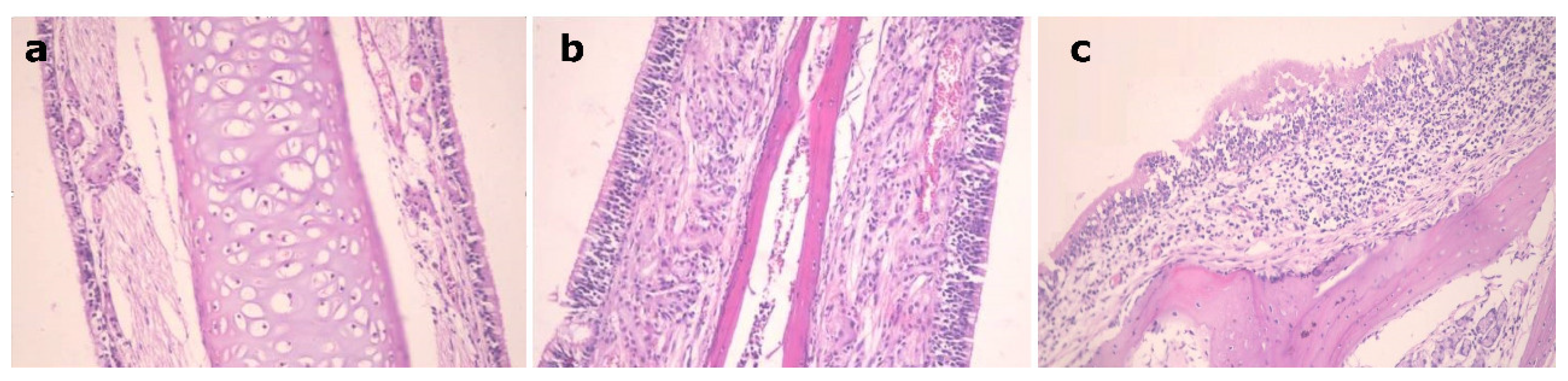 Pharmaceutics 14 00410 g006