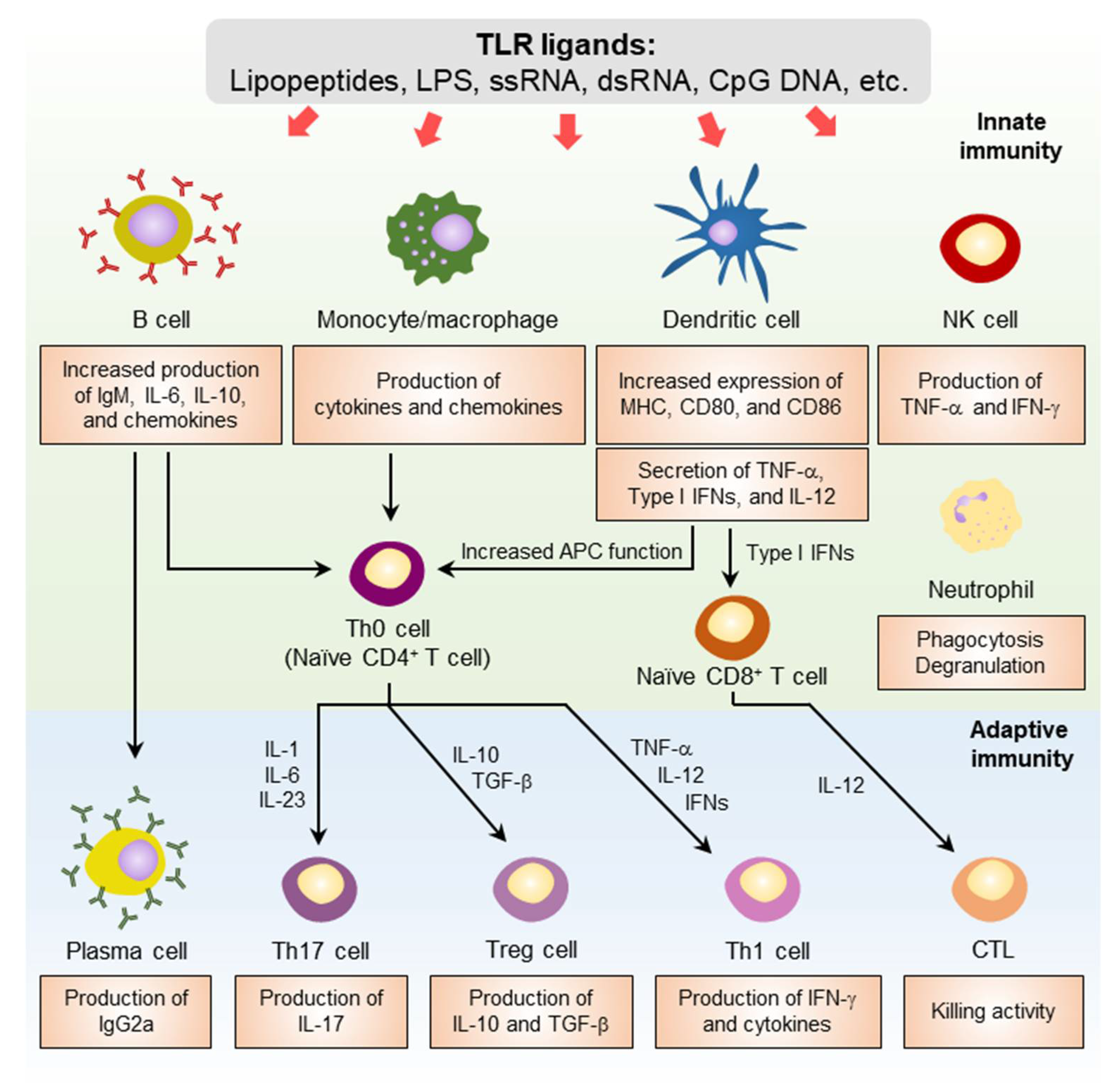 Pharmaceutics 14 00423 g003