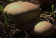 Pharmaceutics 14 00436 i002