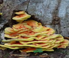 Pharmaceutics 14 00436 i006