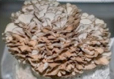 Pharmaceutics 14 00436 i007