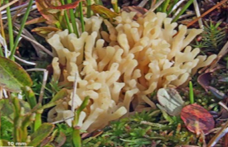 Pharmaceutics 14 00436 i009