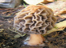 Pharmaceutics 14 00436 i010