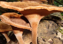 Pharmaceutics 14 00436 i015