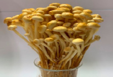 Pharmaceutics 14 00436 i019