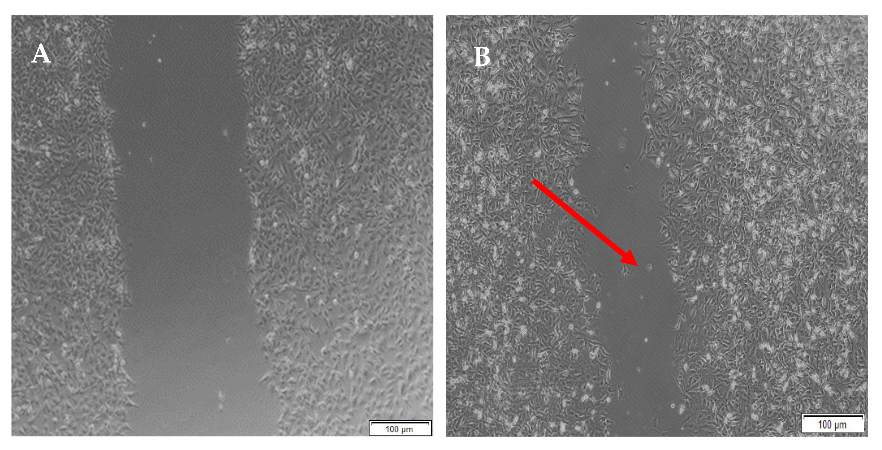 Pharmaceutics 14 00441 g016a