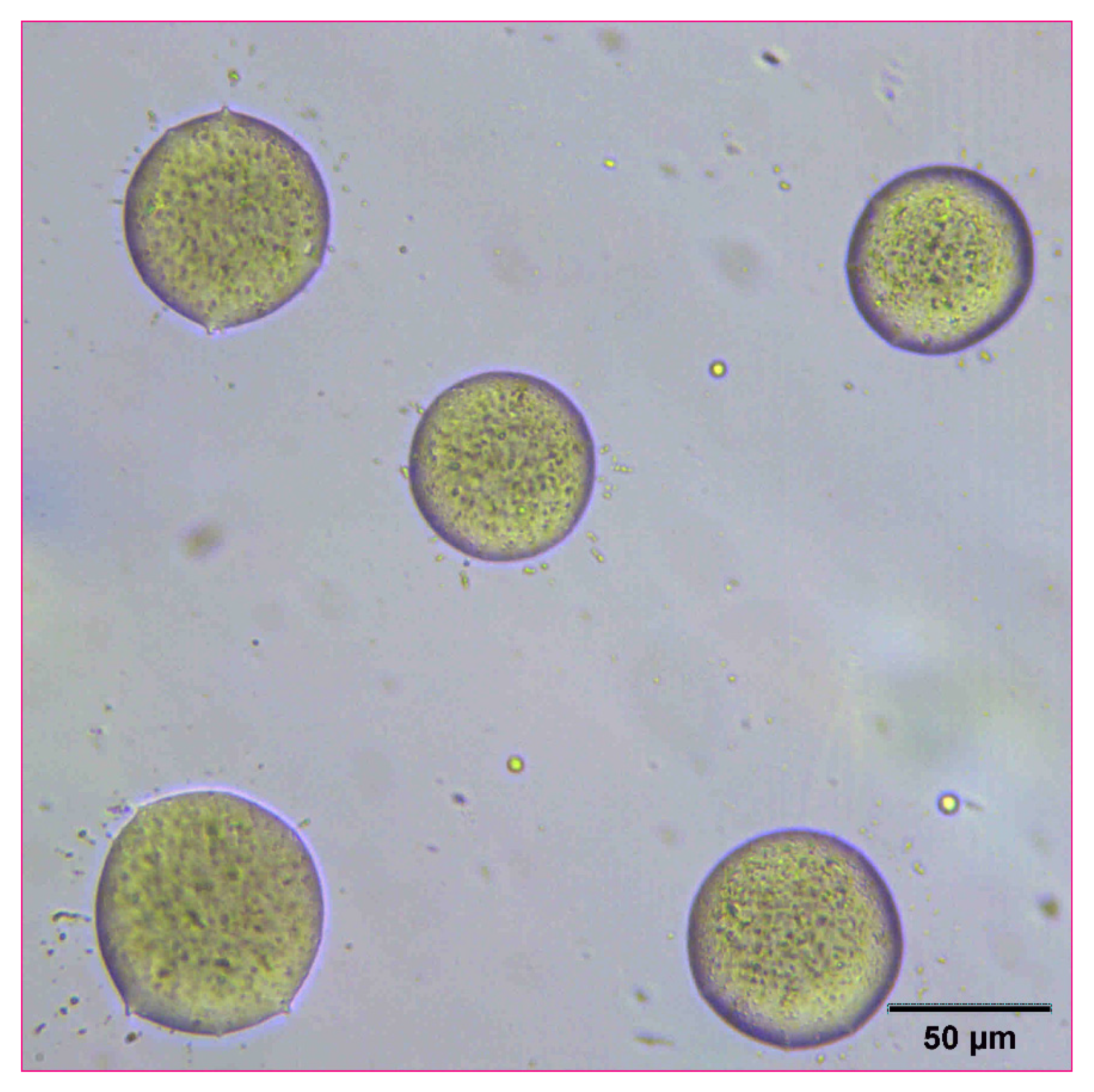 Pharmaceutics 14 00449 g005