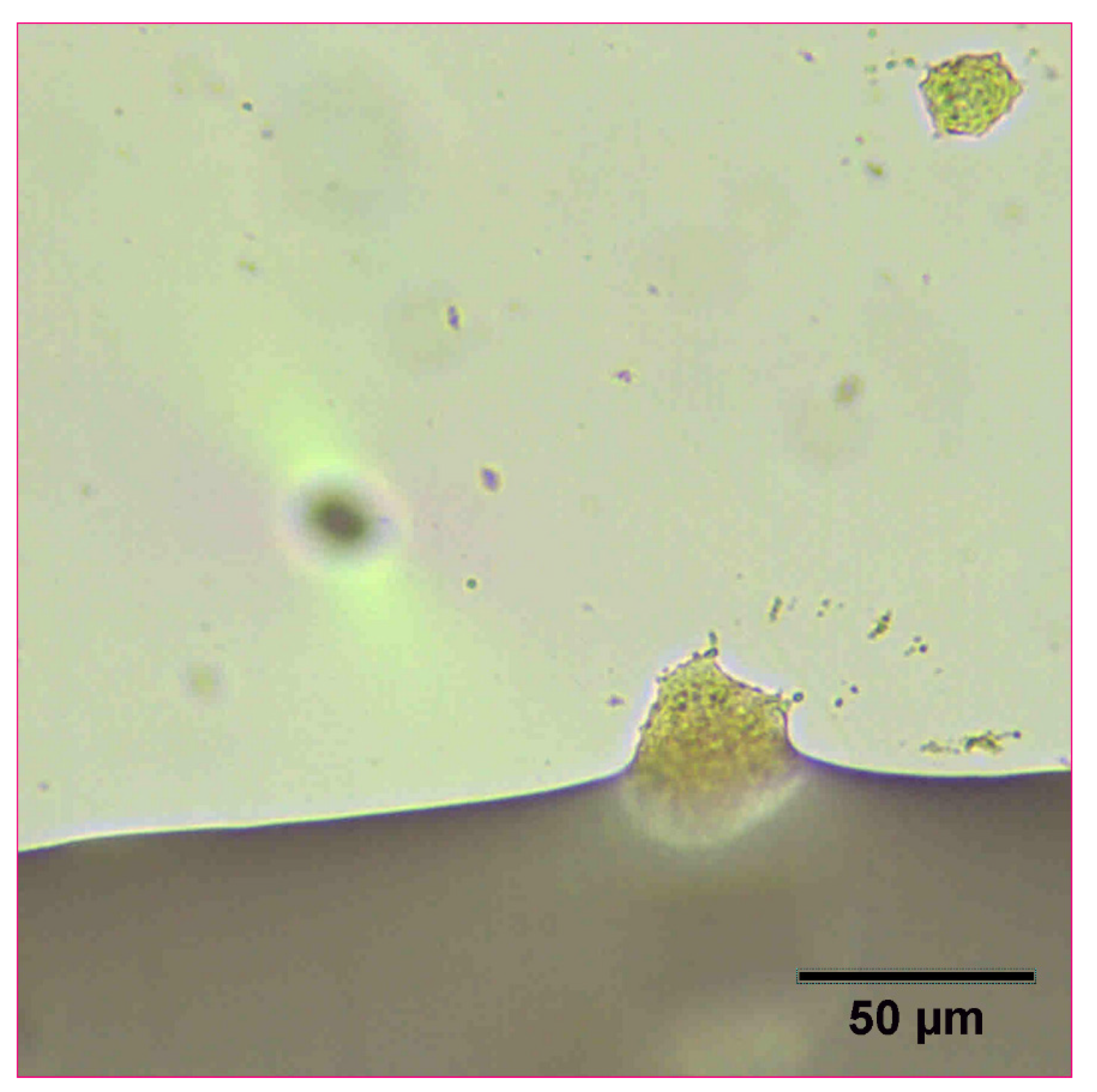 Pharmaceutics 14 00449 g008