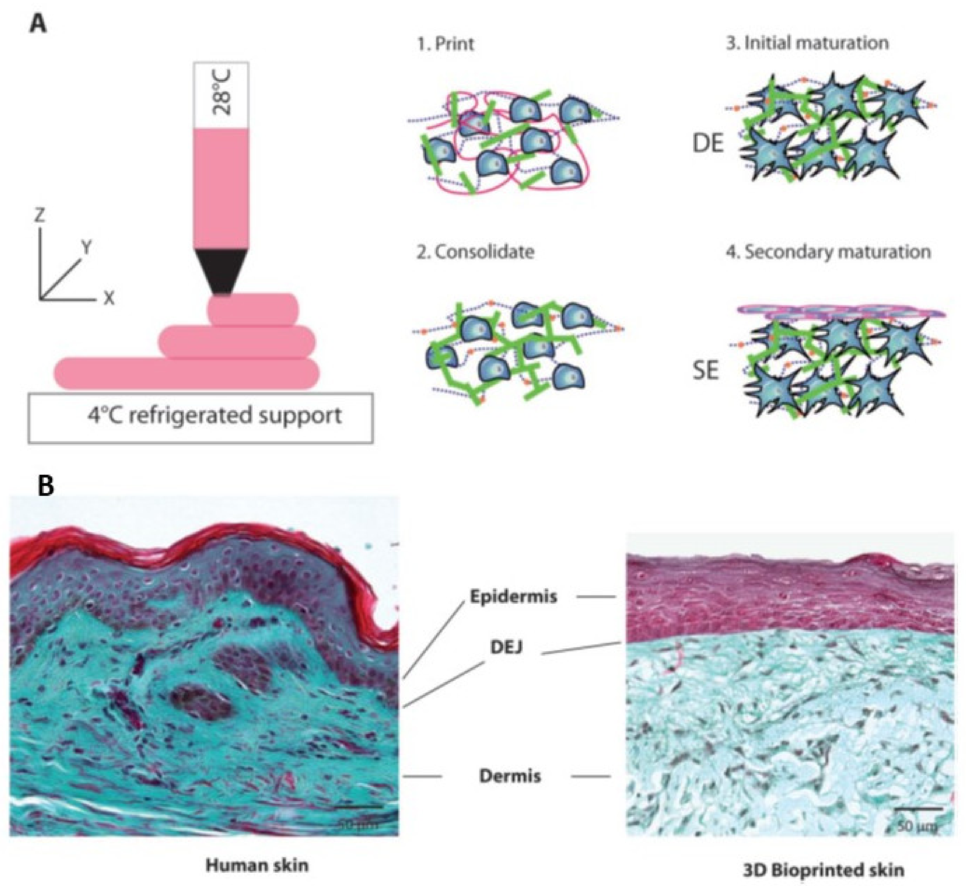 Pharmaceutics 14 00464 g013