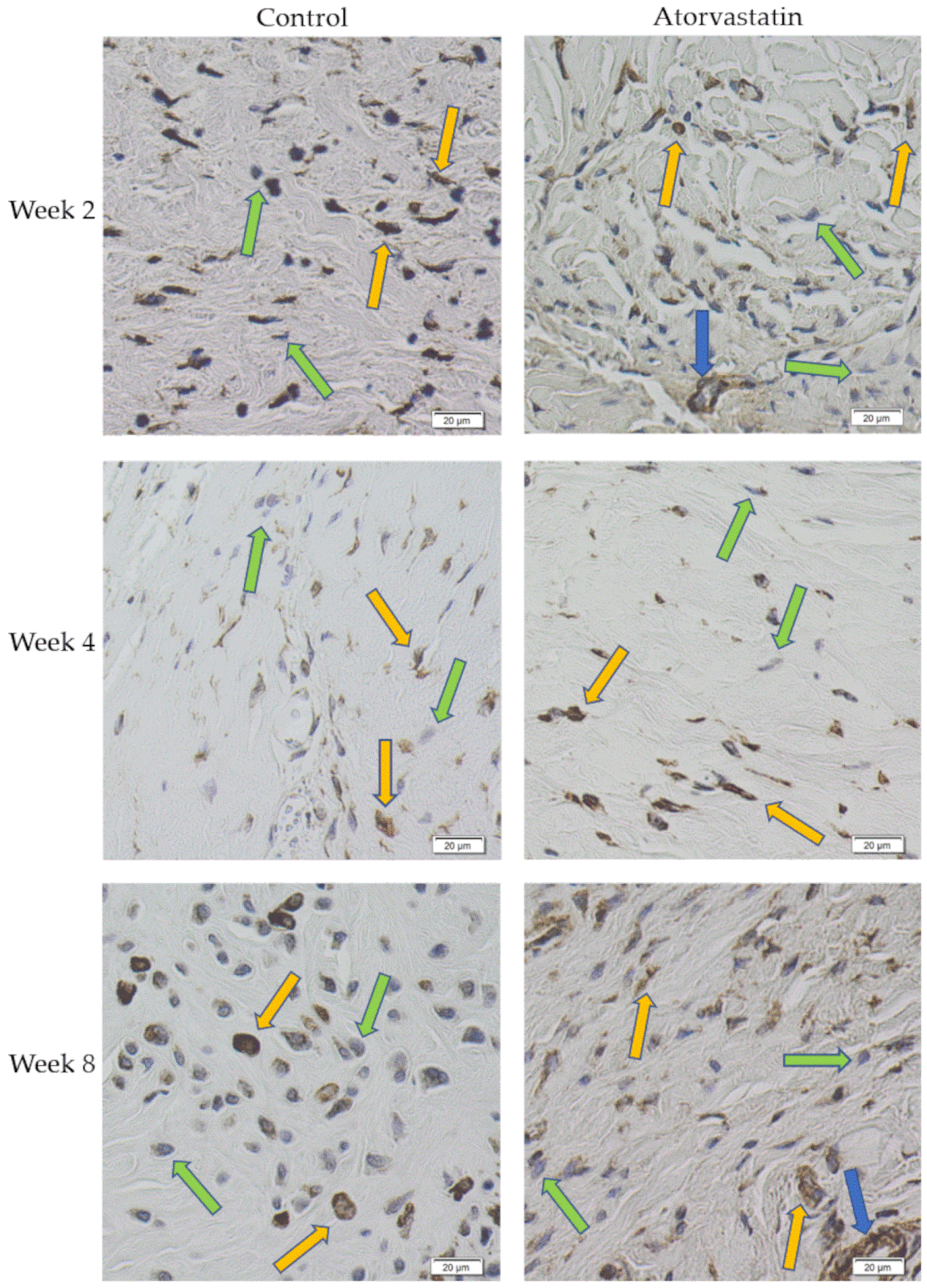 Pharmaceutics 14 00523 g006