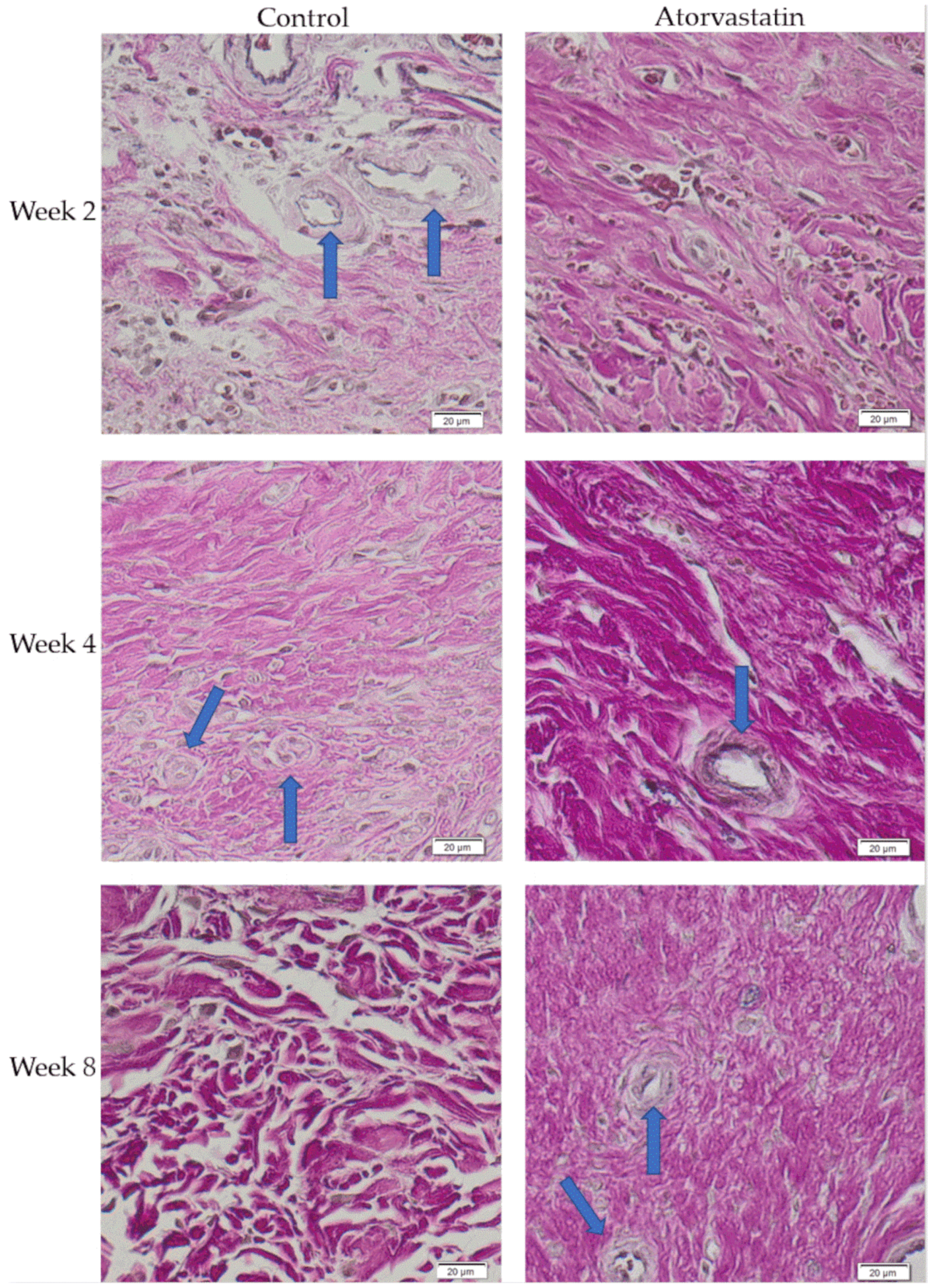Pharmaceutics 14 00523 g008