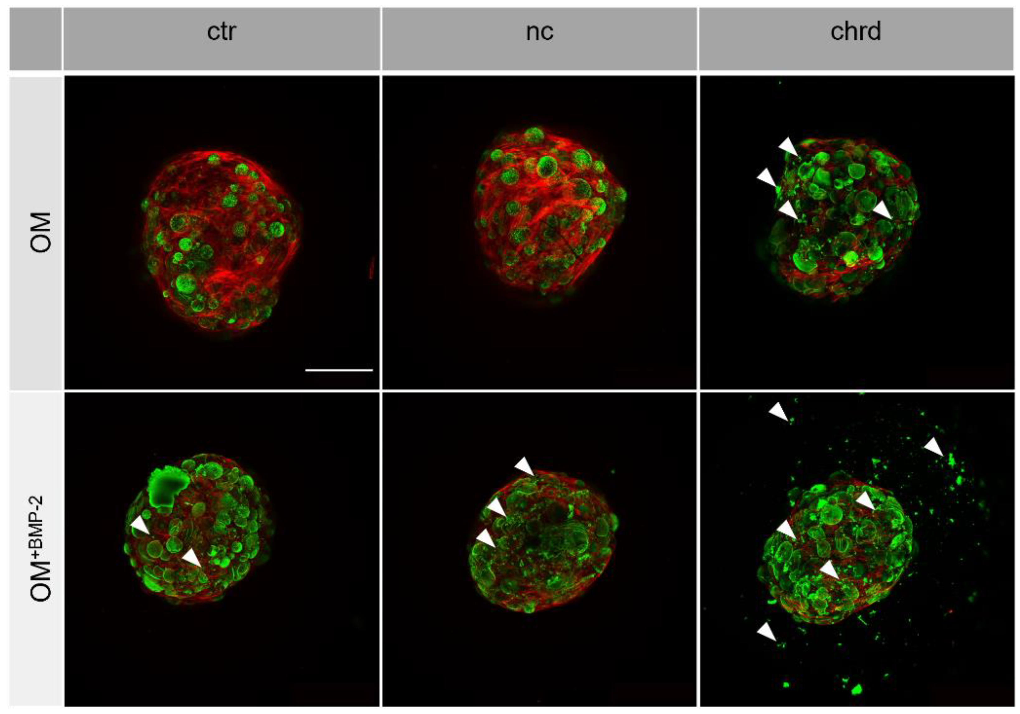 Pharmaceutics 14 00548 g004 Pharmaceutics 14 00548 g004