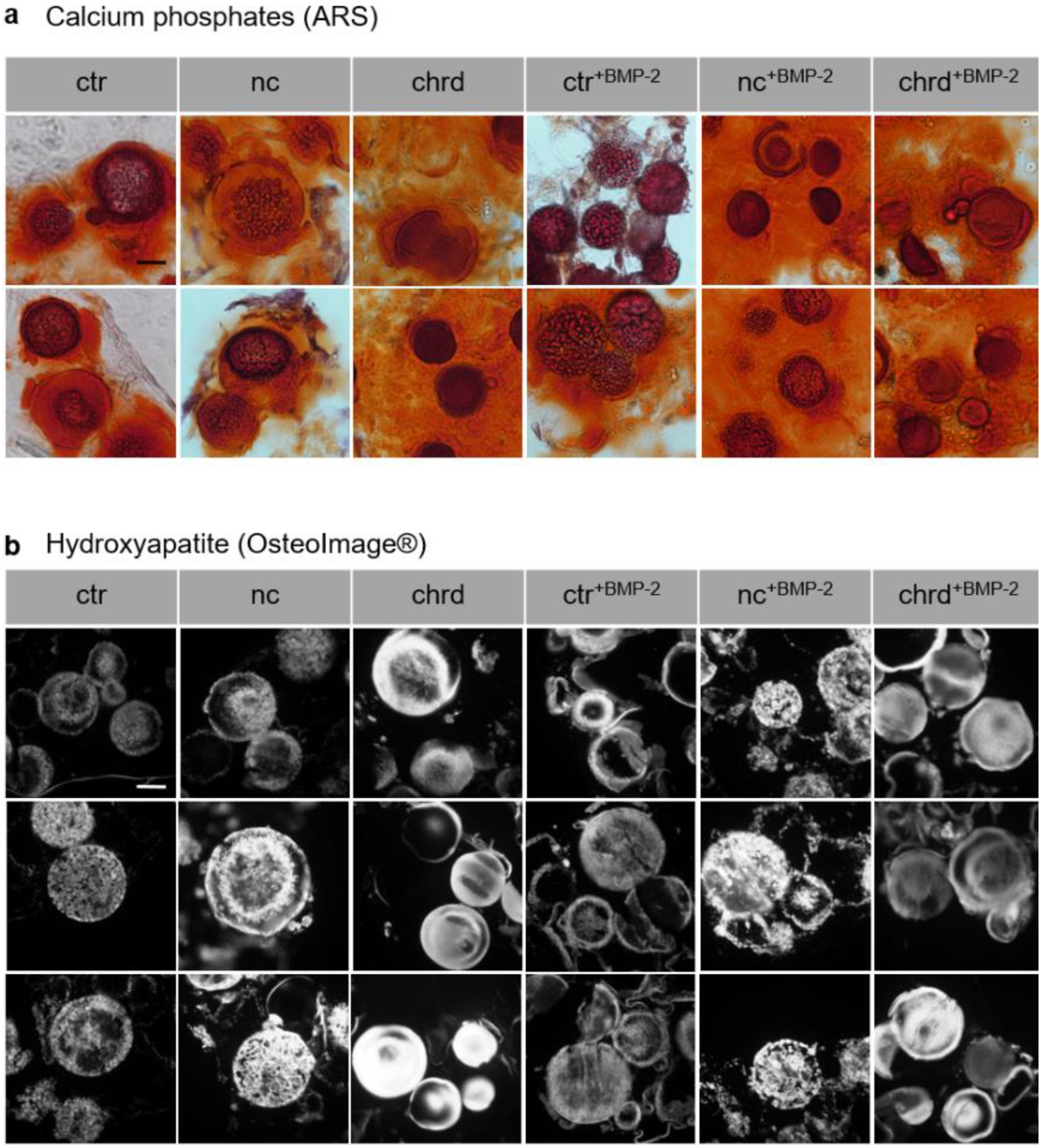Pharmaceutics 14 00548 g005 Pharmaceutics 14 00548 g005