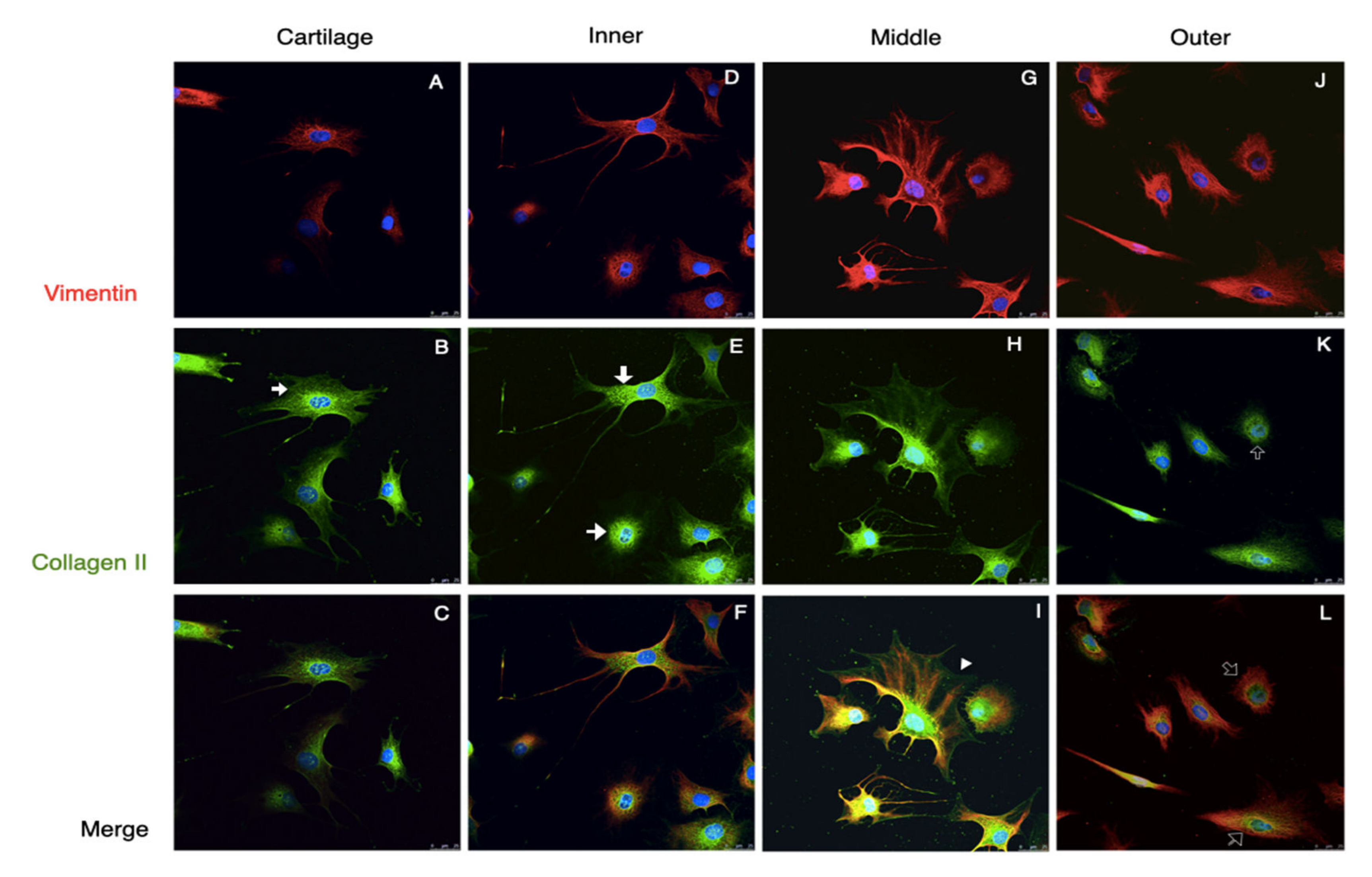 Pharmaceutics 14 00605 g005
