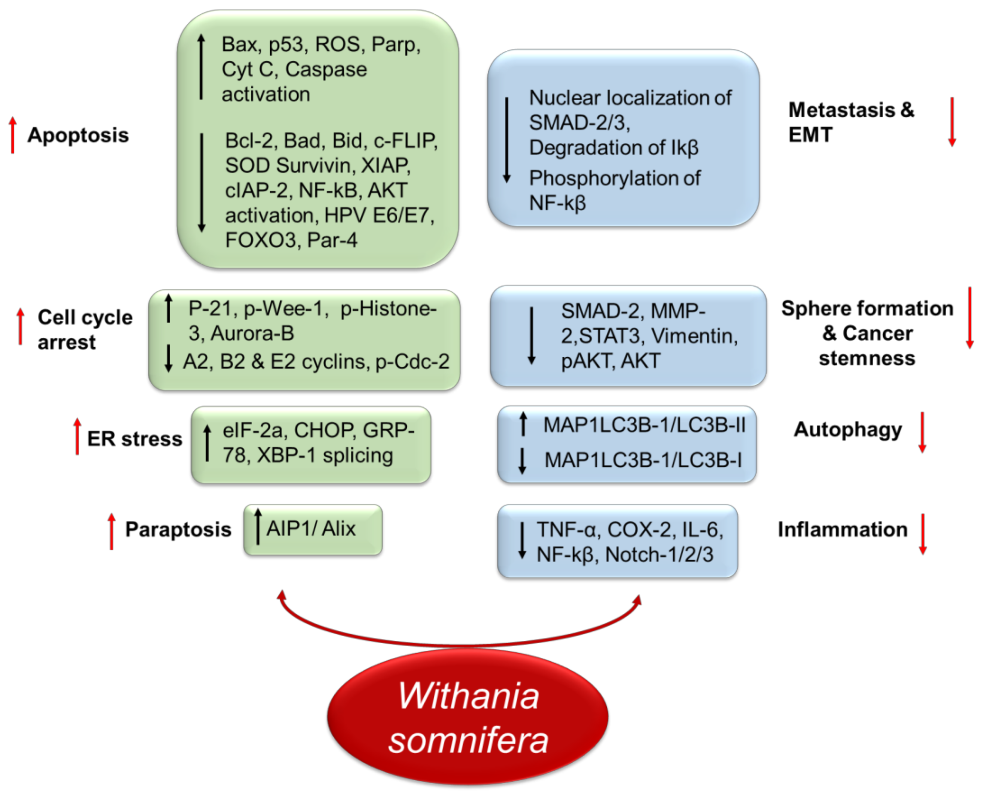 Pharmaceutics 14 00611 g002