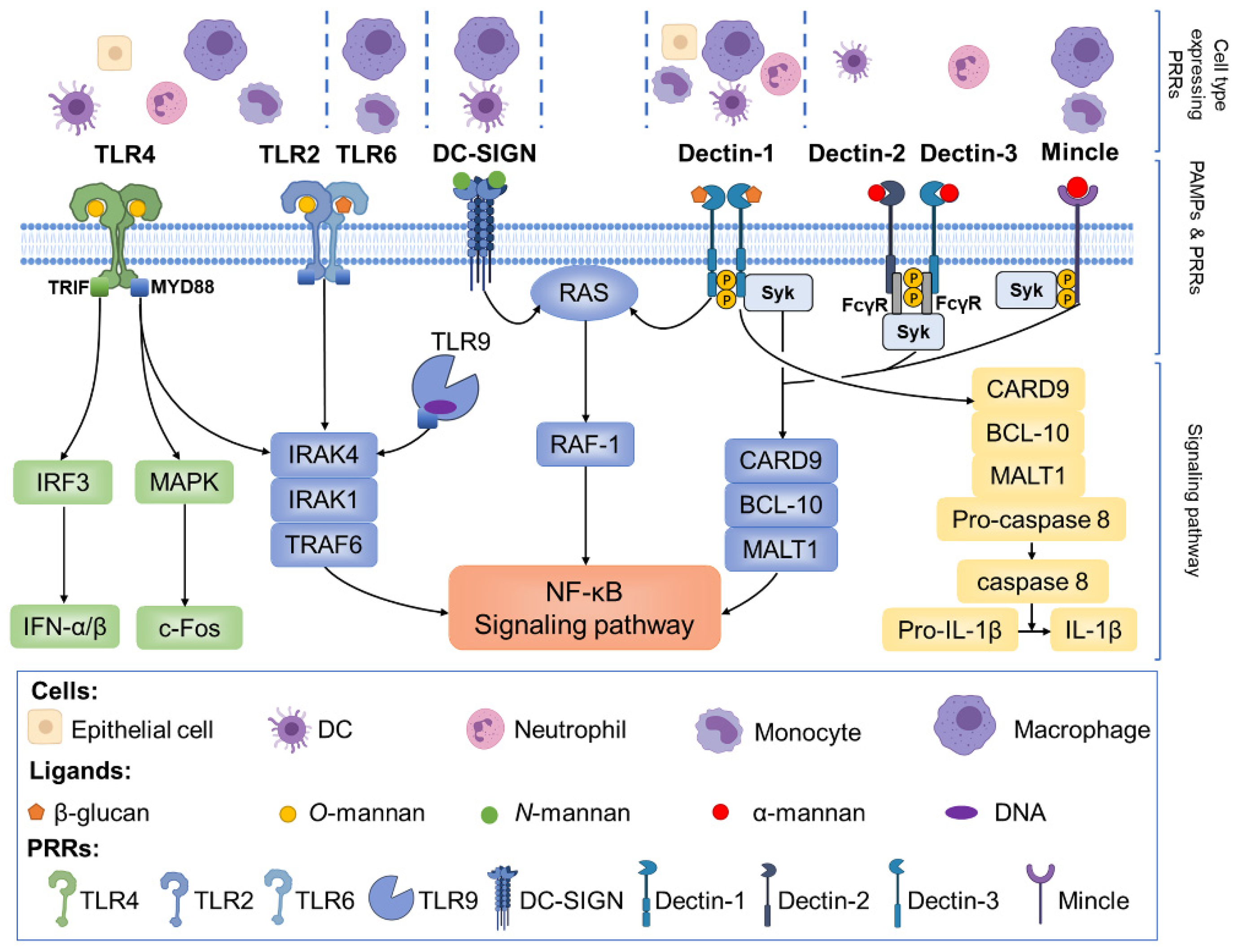 Pharmaceutics 14 00621 g001