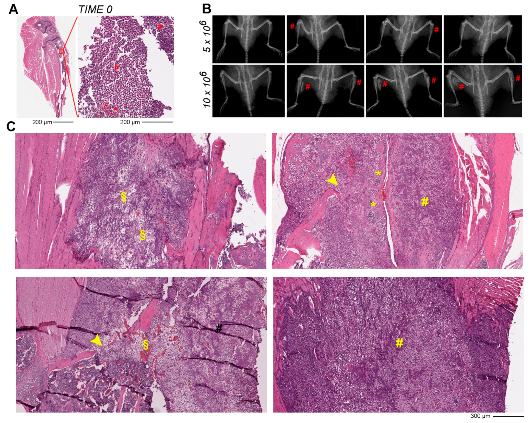 Pharmaceutics 14 00677 g003