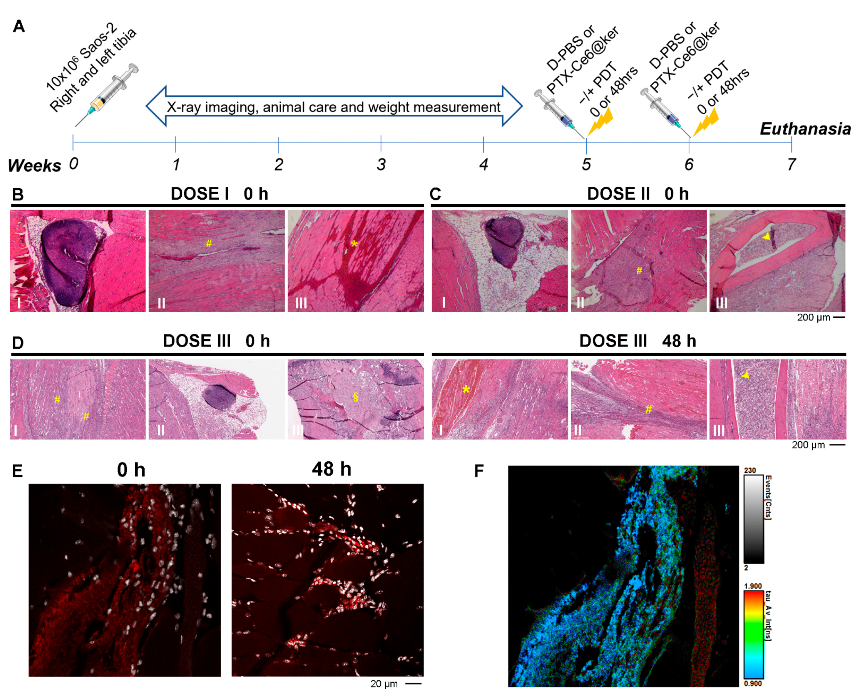 Pharmaceutics 14 00677 g005
