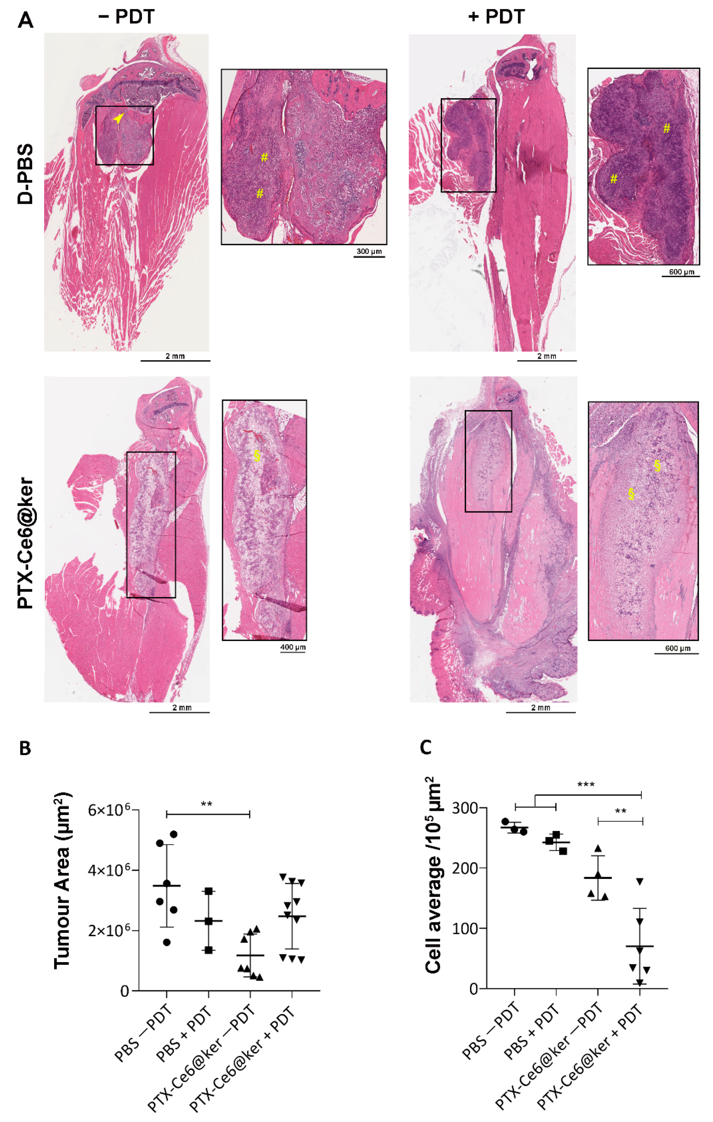 Pharmaceutics 14 00677 g006
