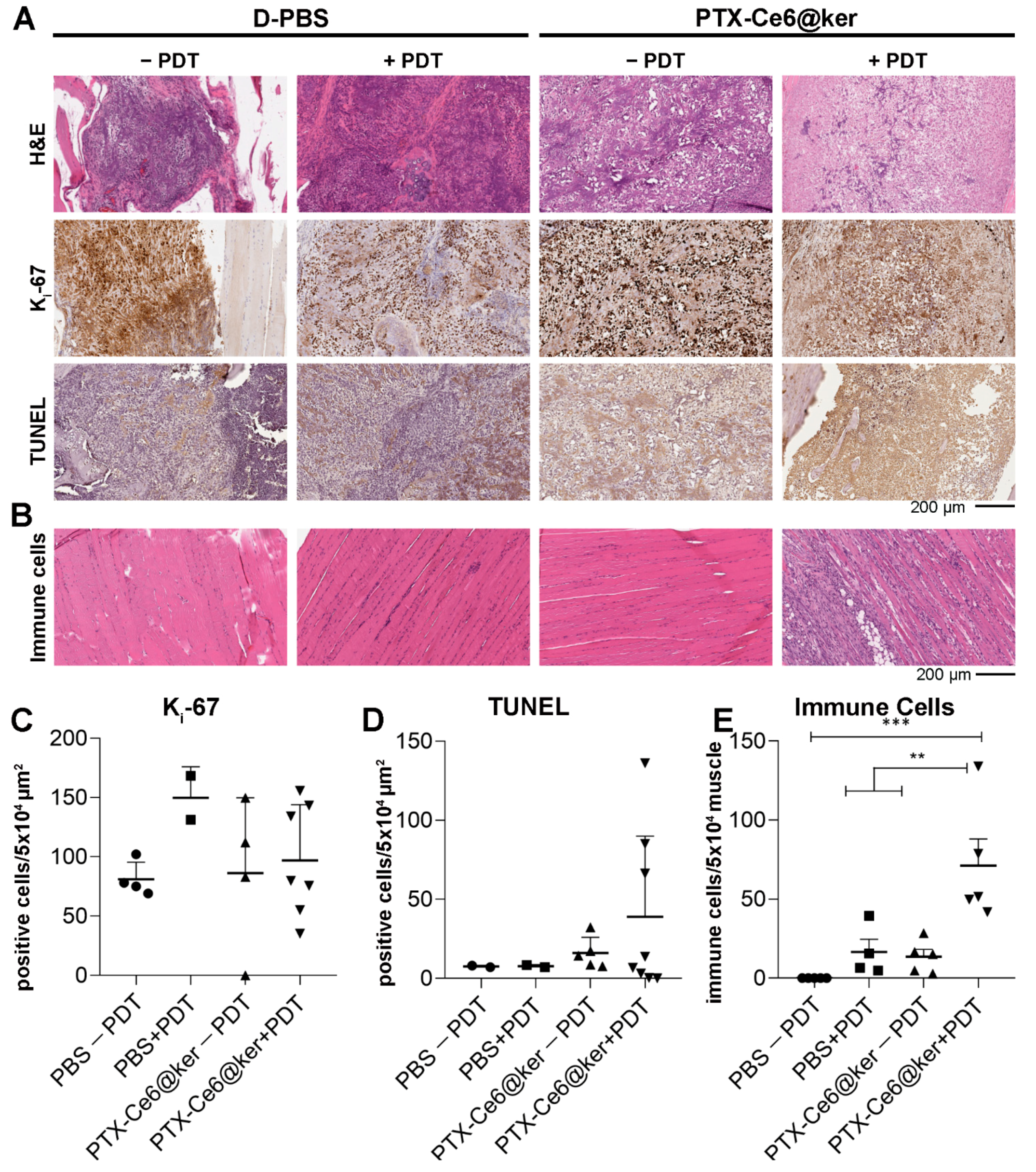 Pharmaceutics 14 00677 g007