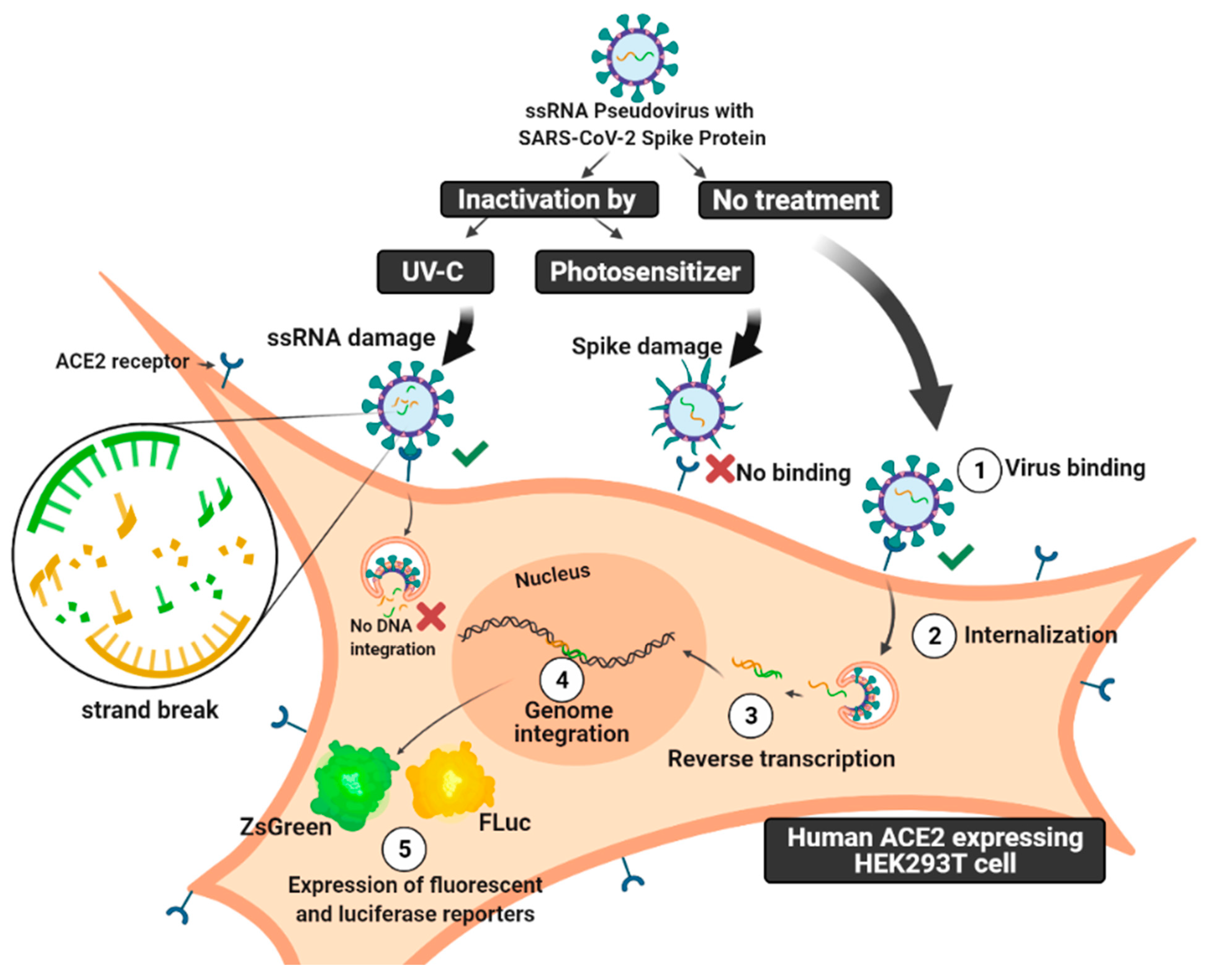 Pharmaceutics 14 00683 g001