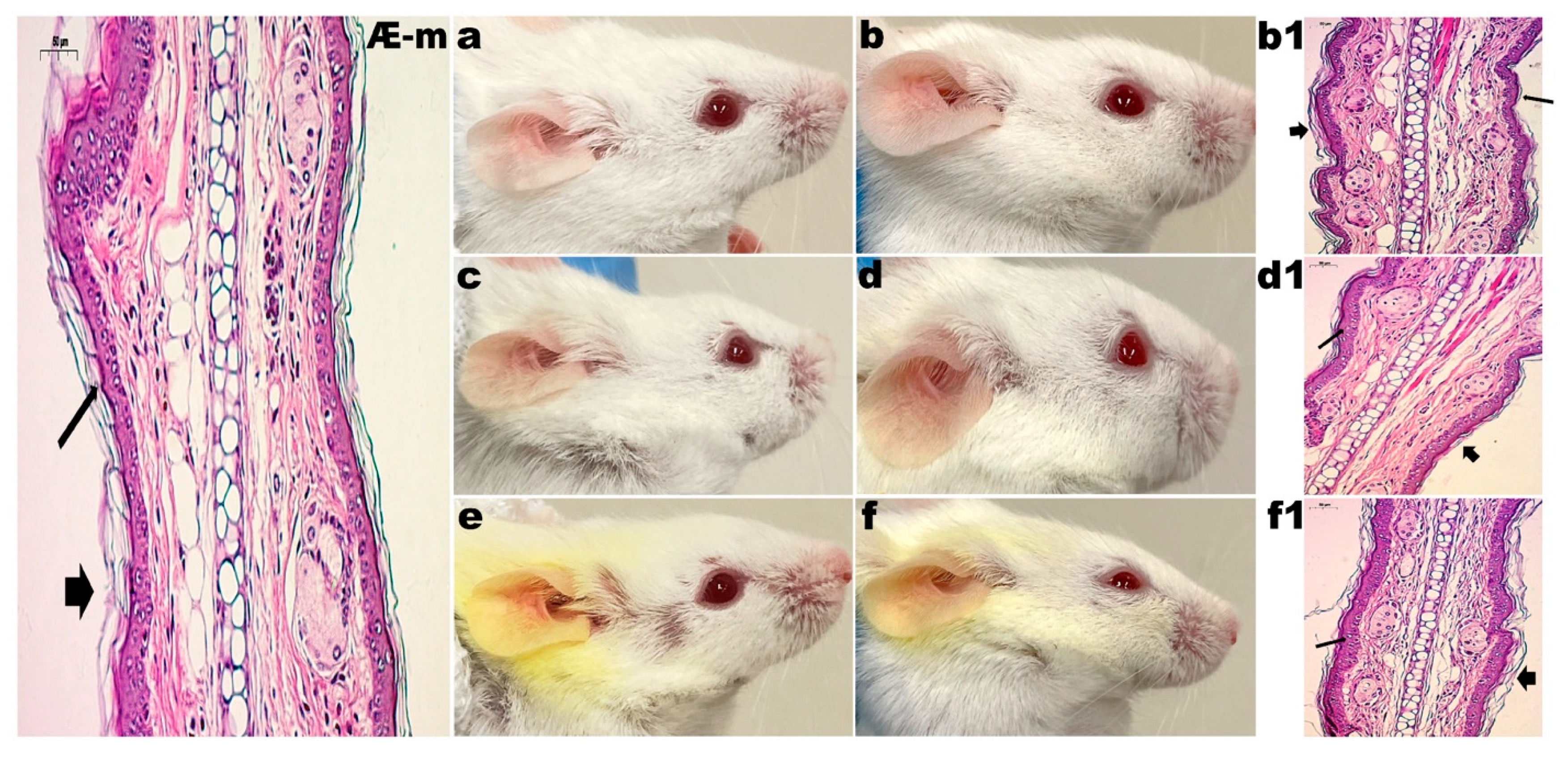 Pharmaceutics 14 00779 g002