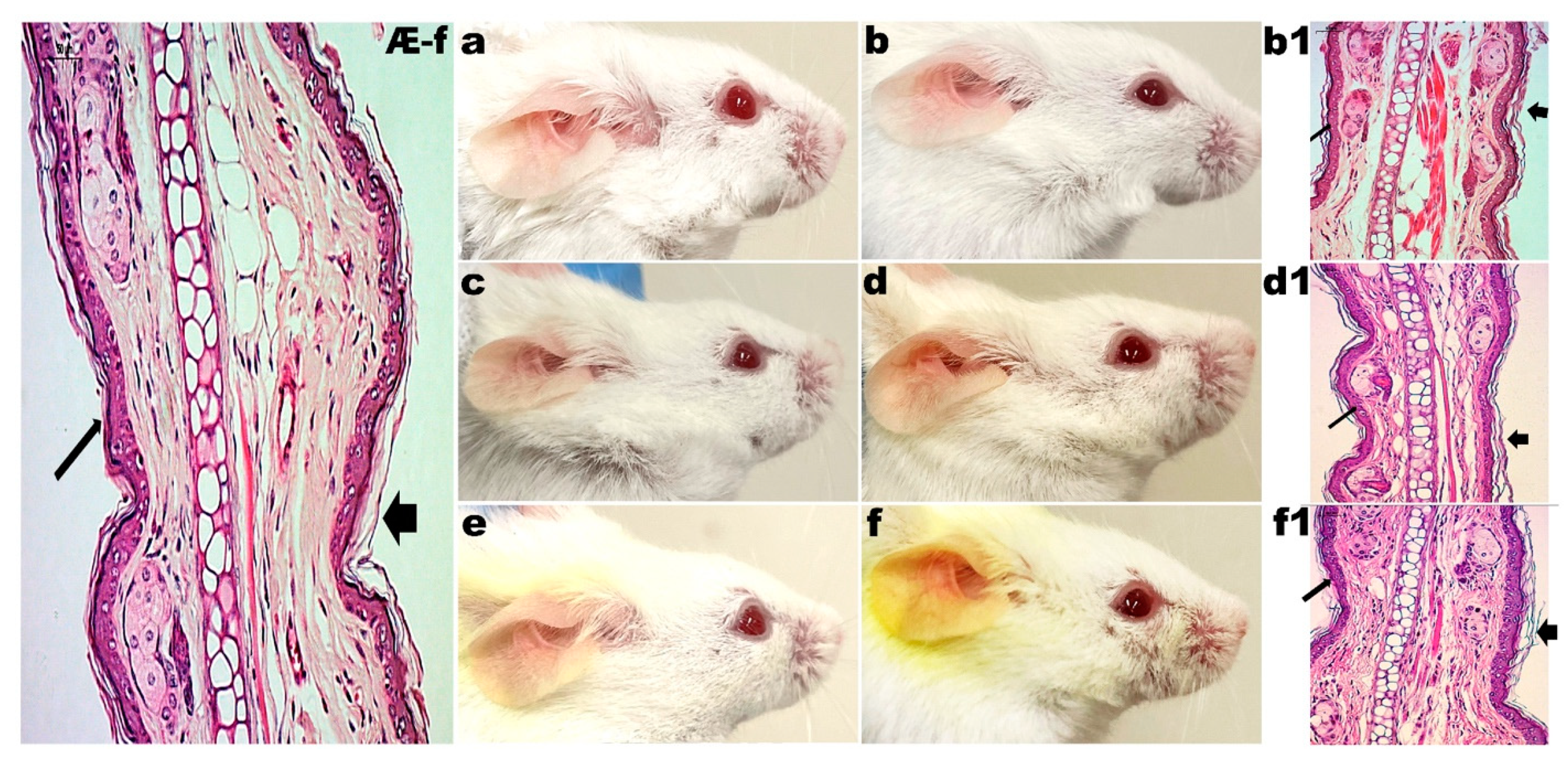Pharmaceutics 14 00779 g003